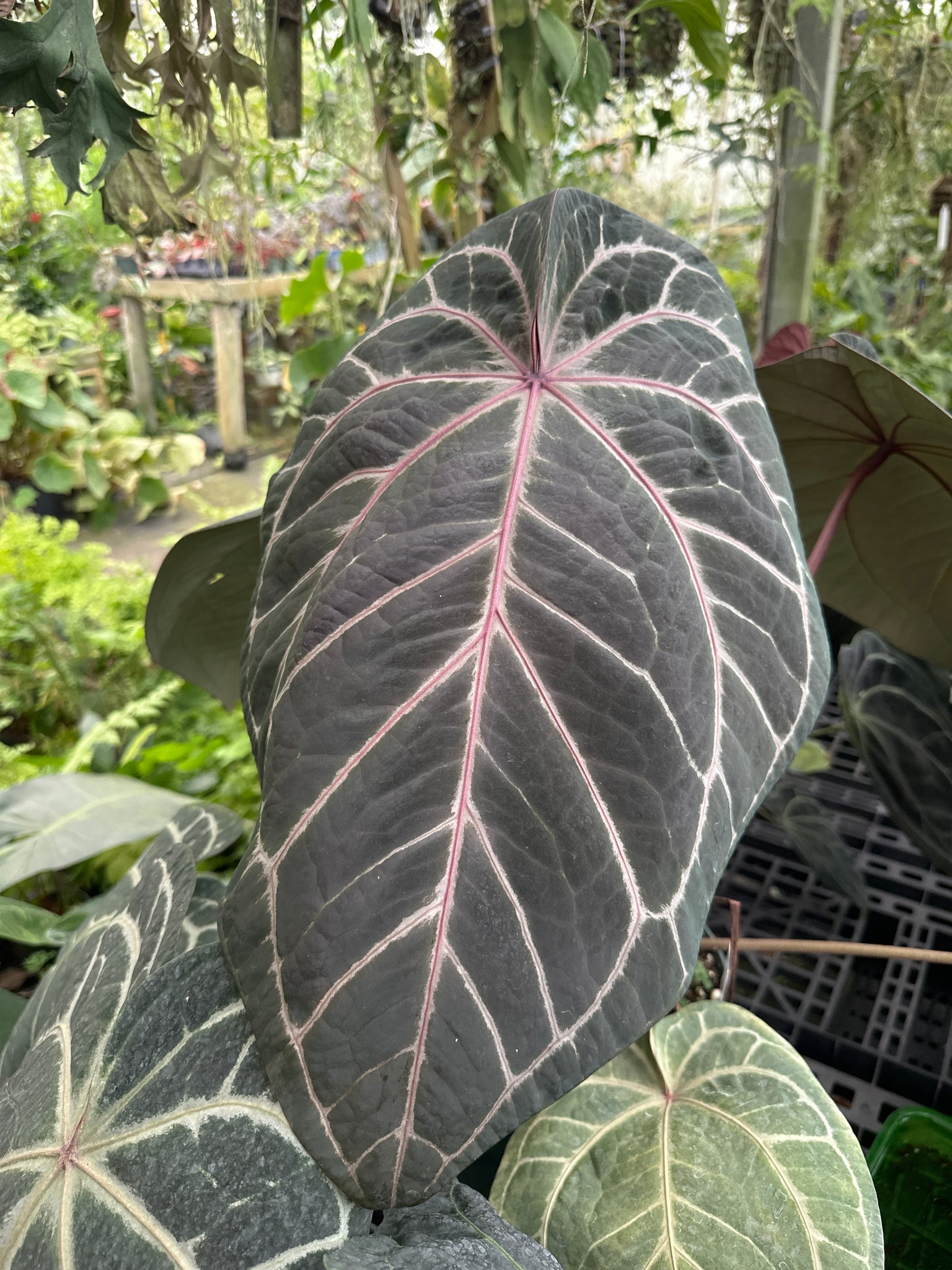 Anthurium doriyaki x Anthurium red crystallinum 'Purple'