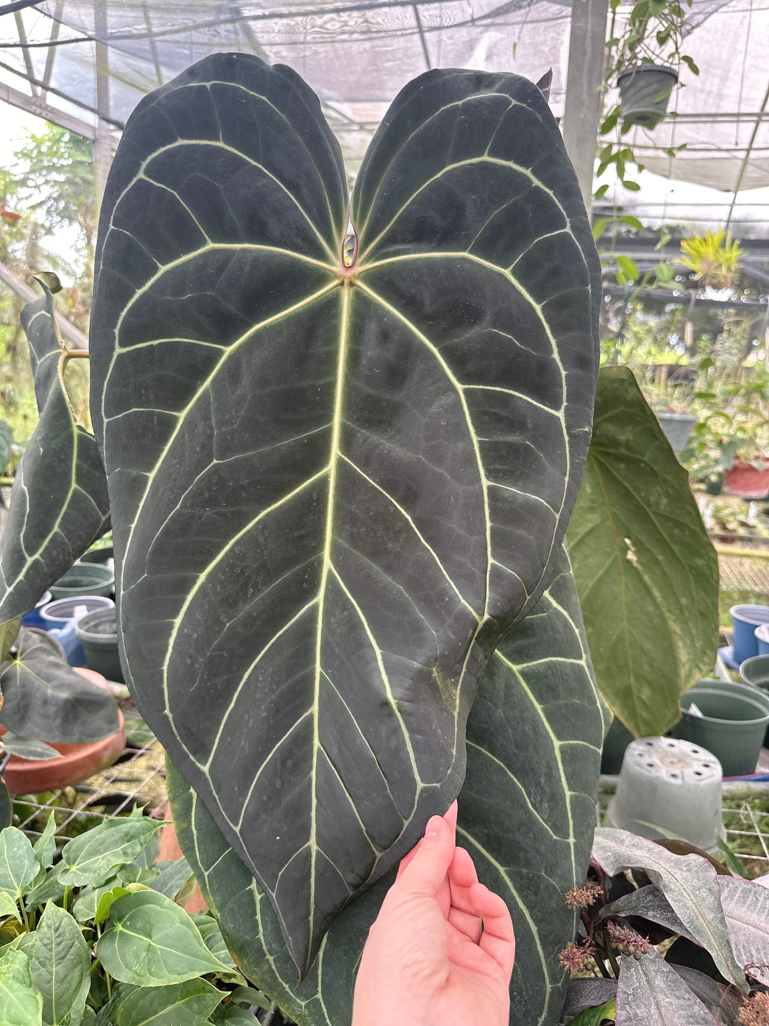 Anthurium 'Tim Anderson Black' x Anthurium 'Griege' / red crystallinum