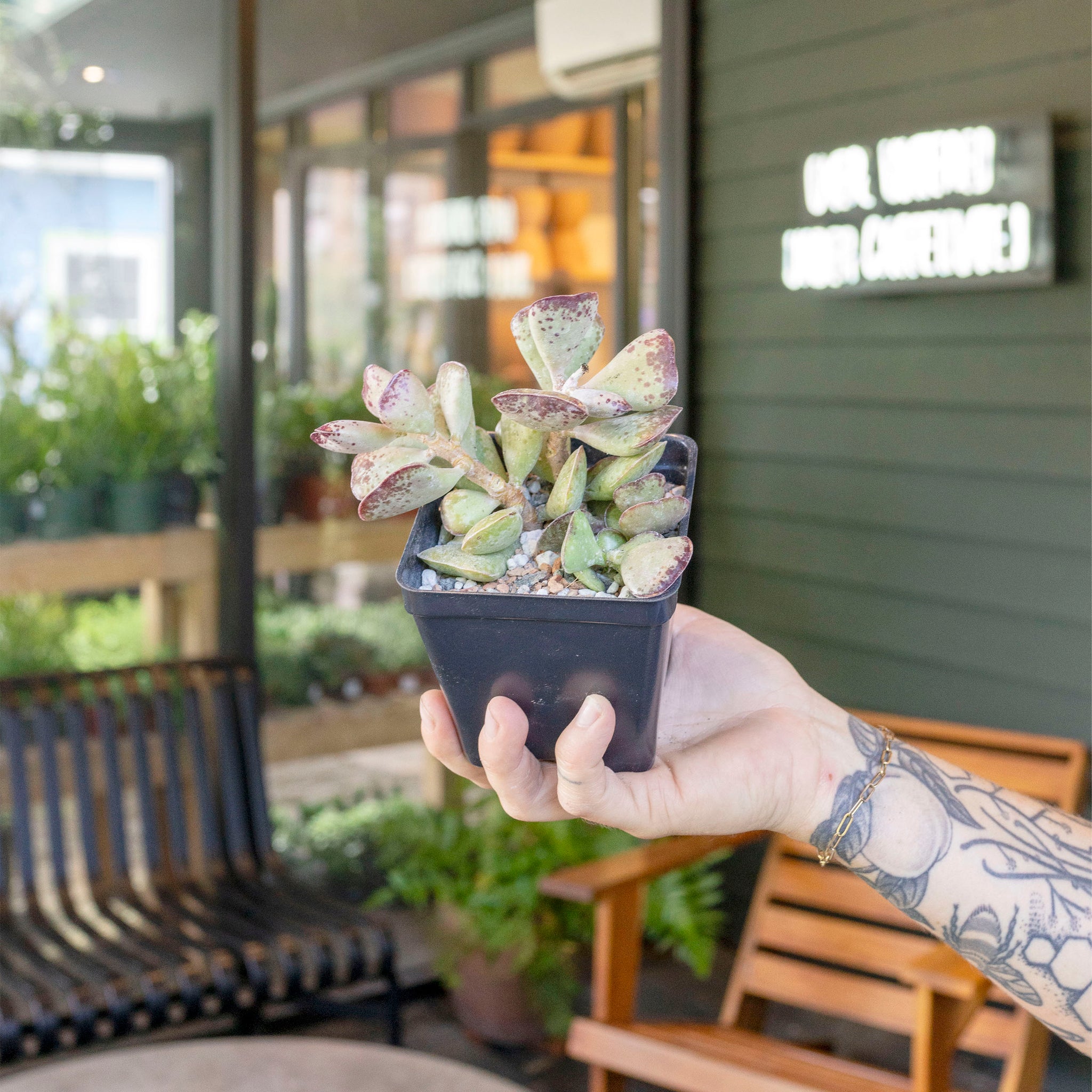 Adromischus maculatus