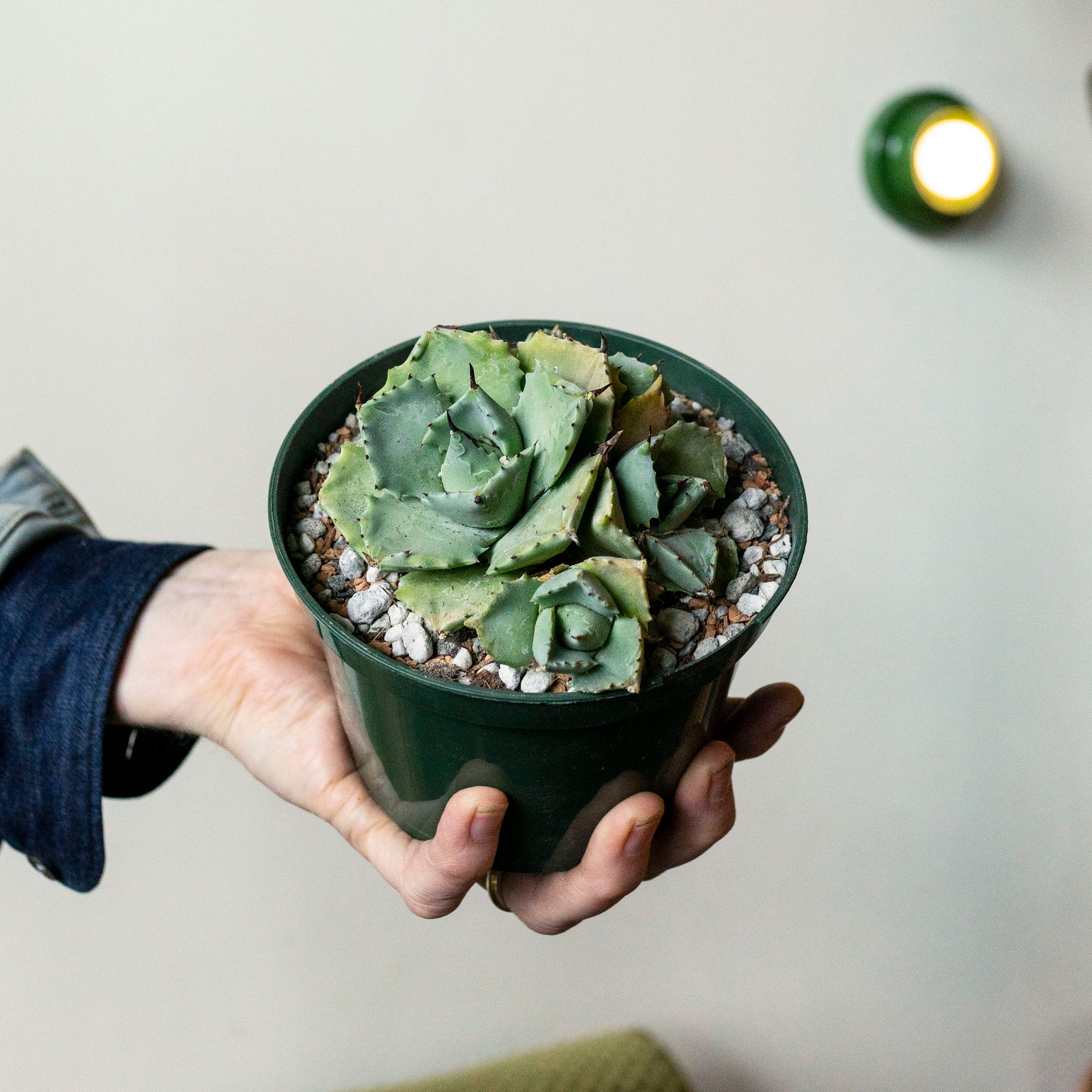 Agave isthmensis