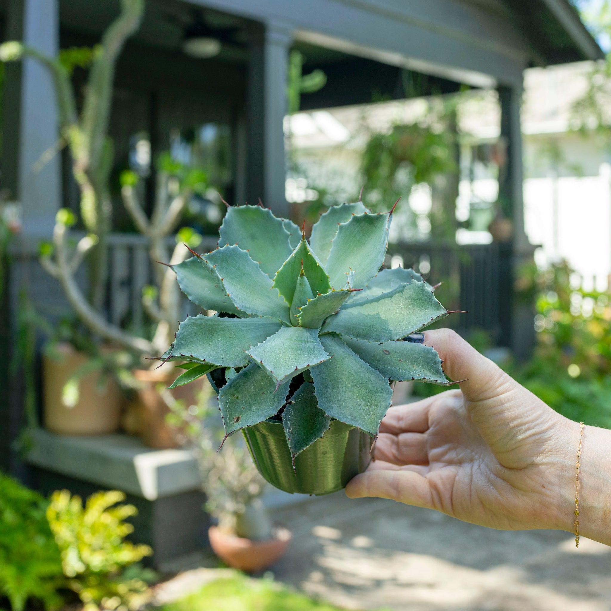 Agave potatorum cv. Kichiokan