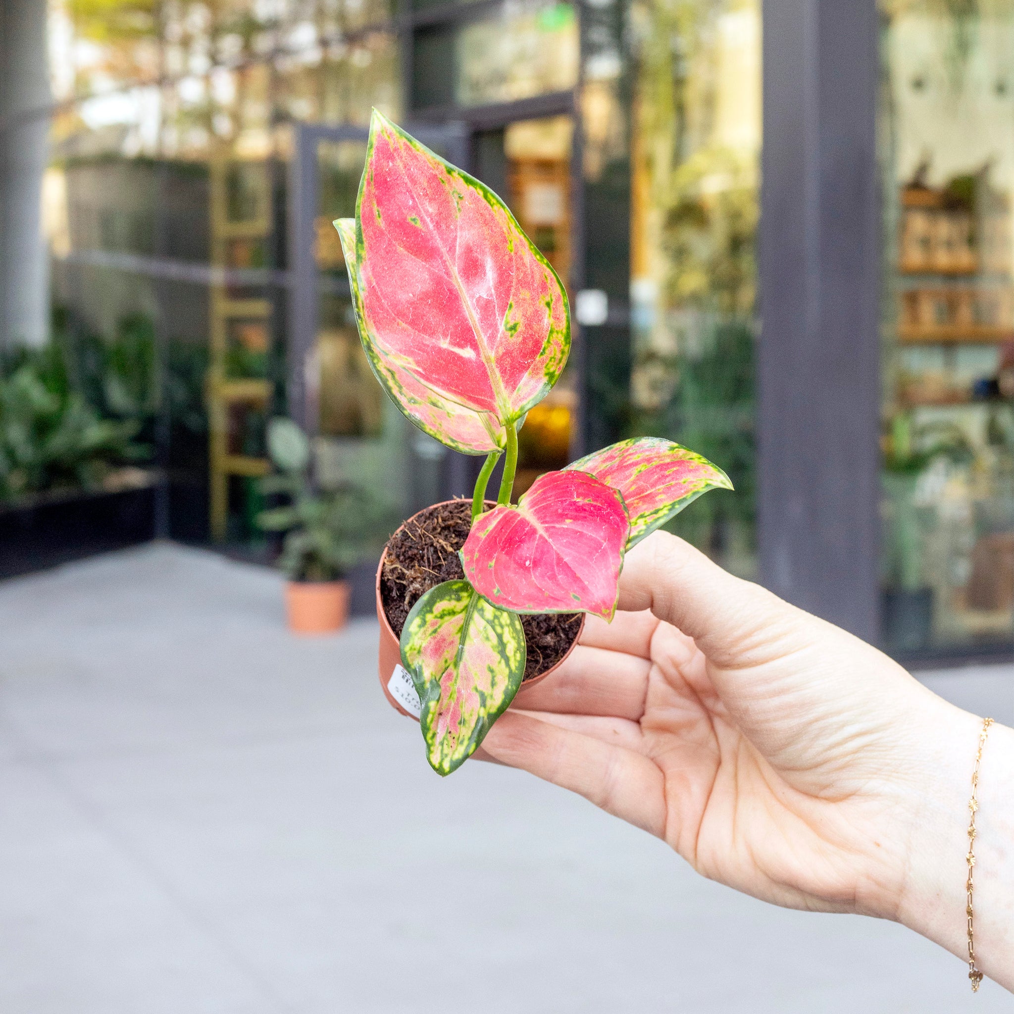 aglaonema gele Aglaonema 'Geely Red' – The Victorian Atlanta