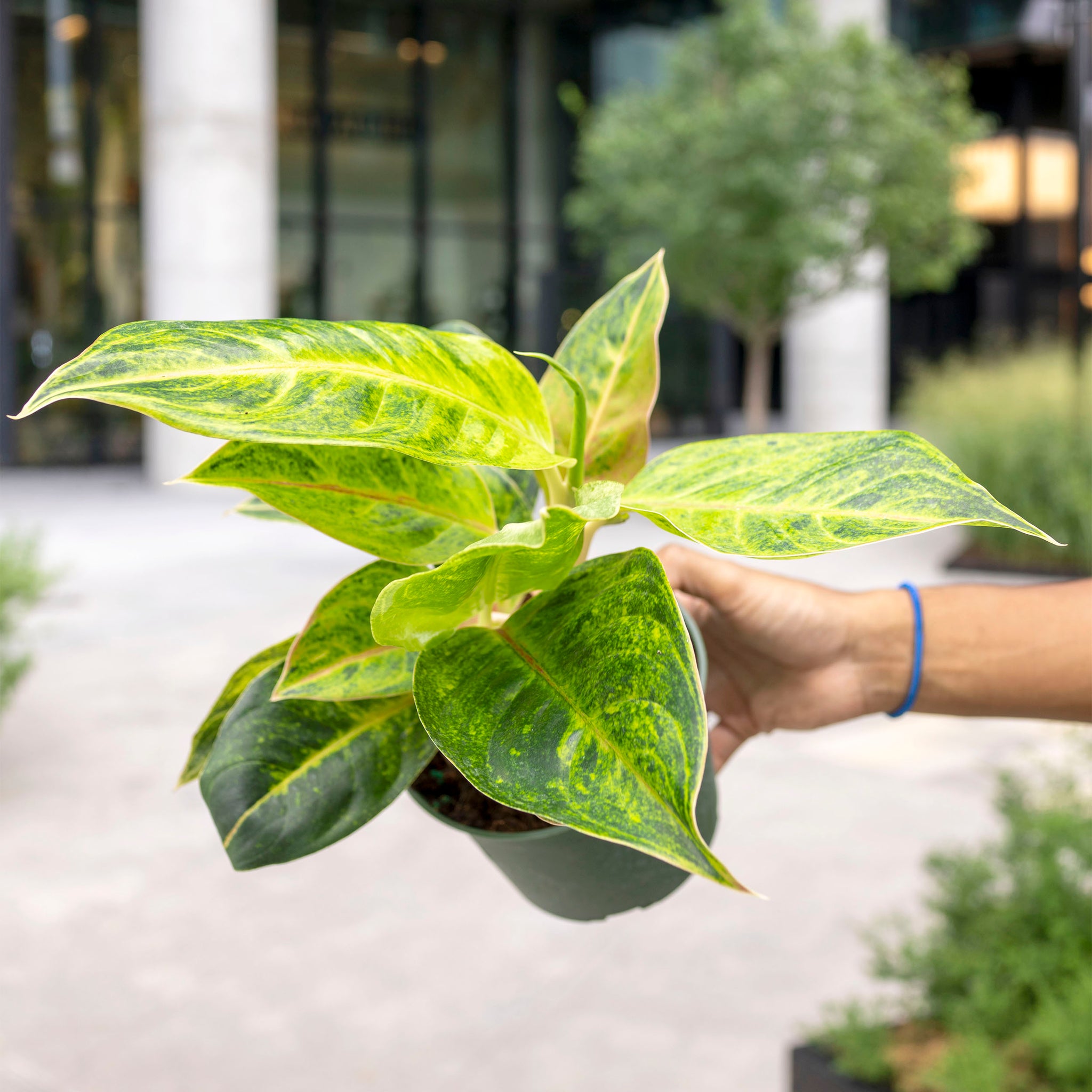 Aglaonema 'Green Papaya'