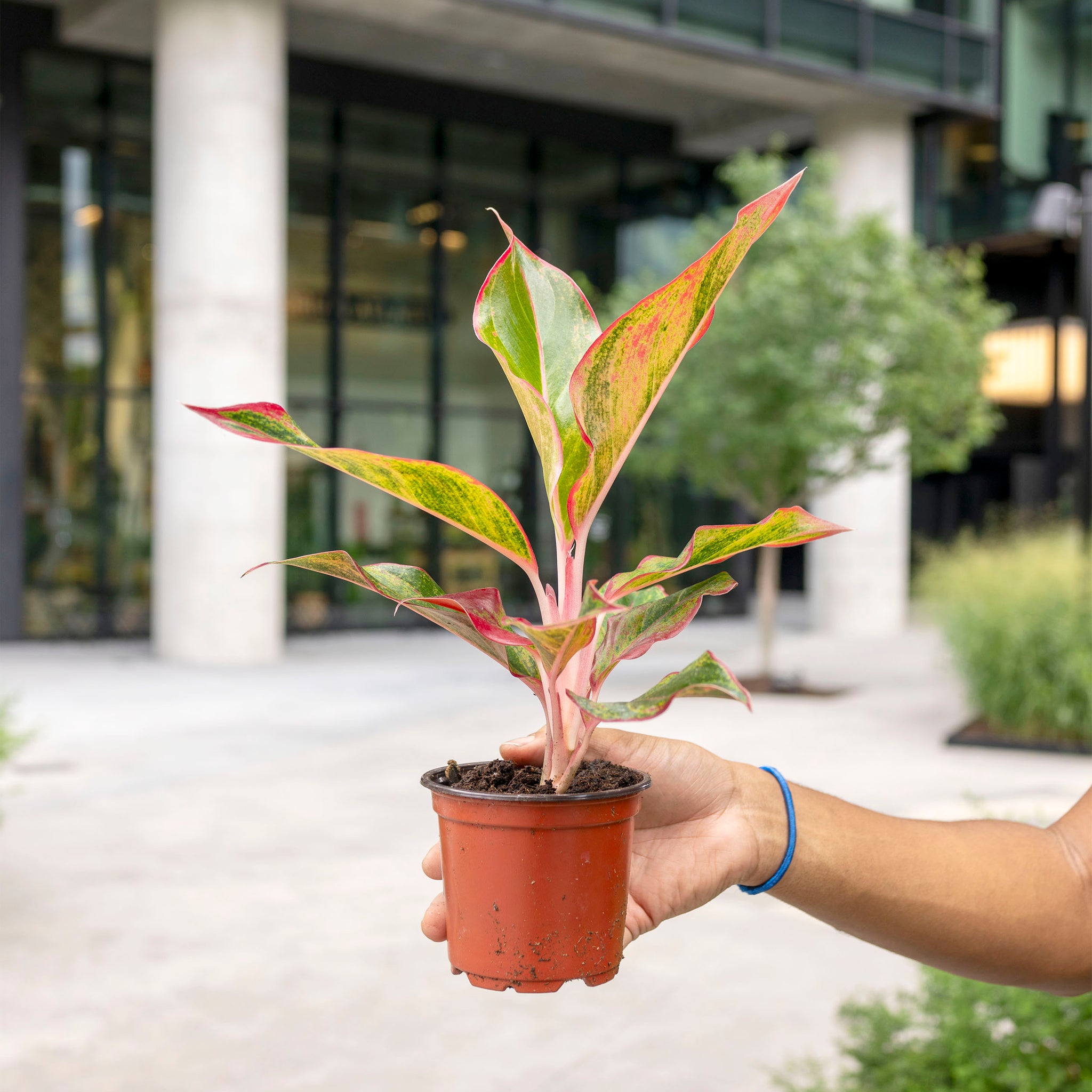 aglaonema red creta Aglaonema 'Red Creta'