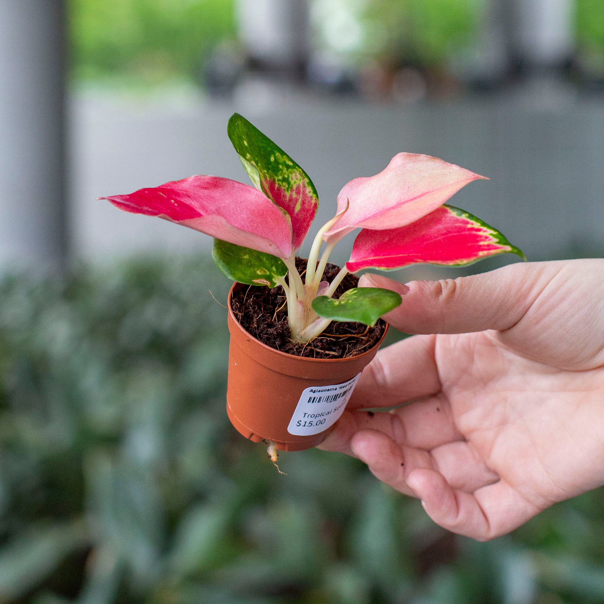 chinese evergreen indoor house plants Aglaonema Live Plant Collection (4-Pack) Chinese Evergreen Plants in 2"  Pots | Easy-Care Indoor Houseplants