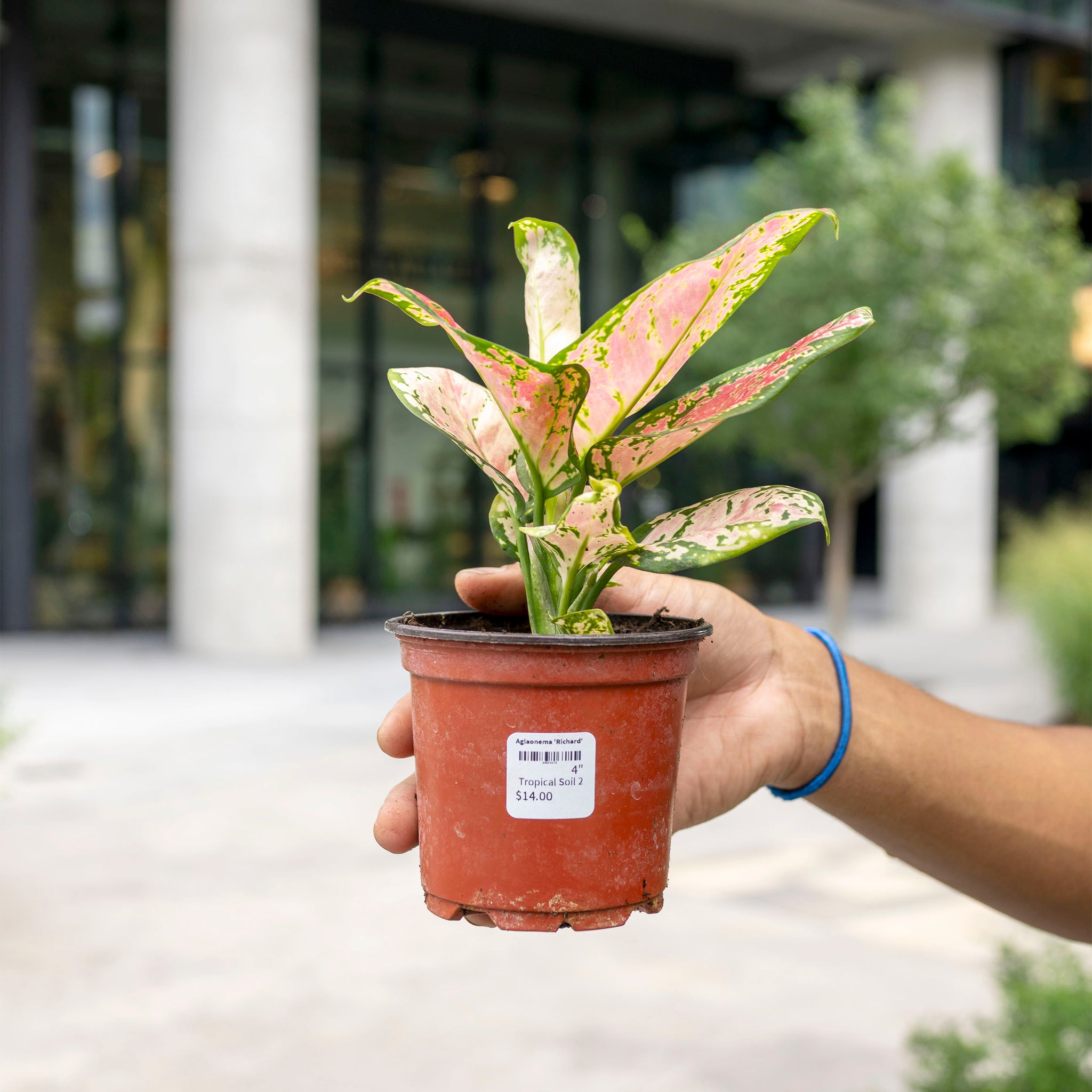 Aglaonema 'Richard'