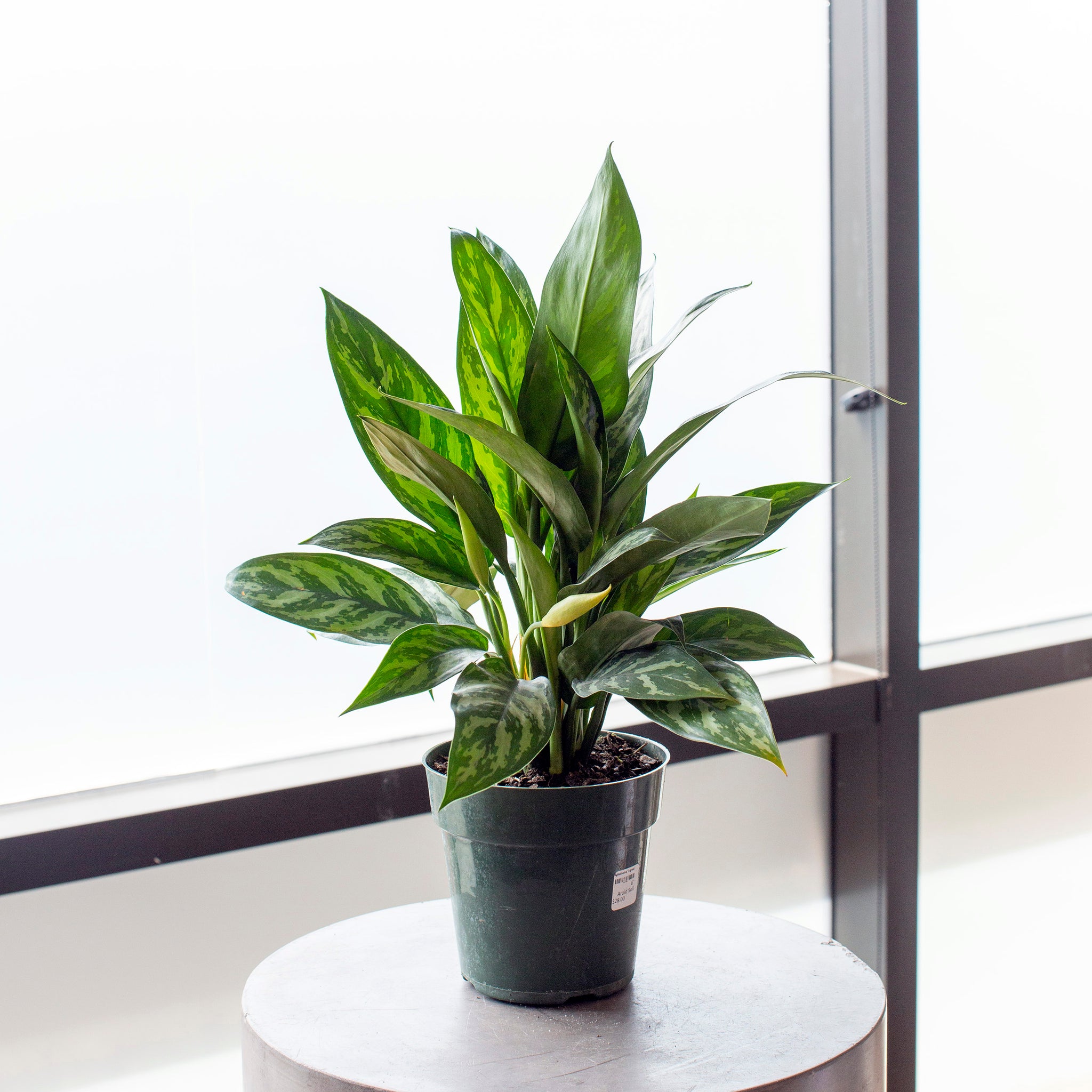 aglaonema tigress plant Aglaonema 'Tigress'