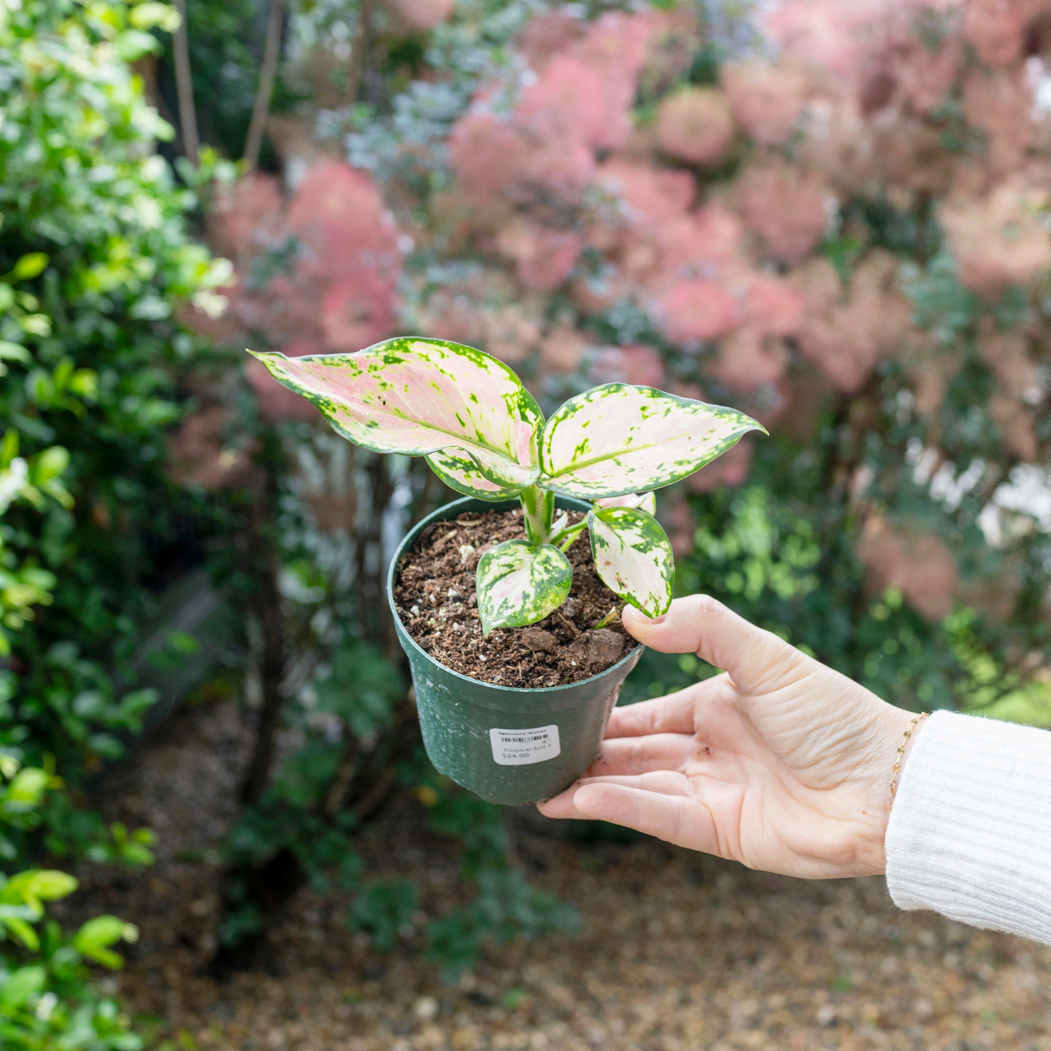 aglaonema comprar Aglaonema 'Wishes' – The Victorian Atlanta