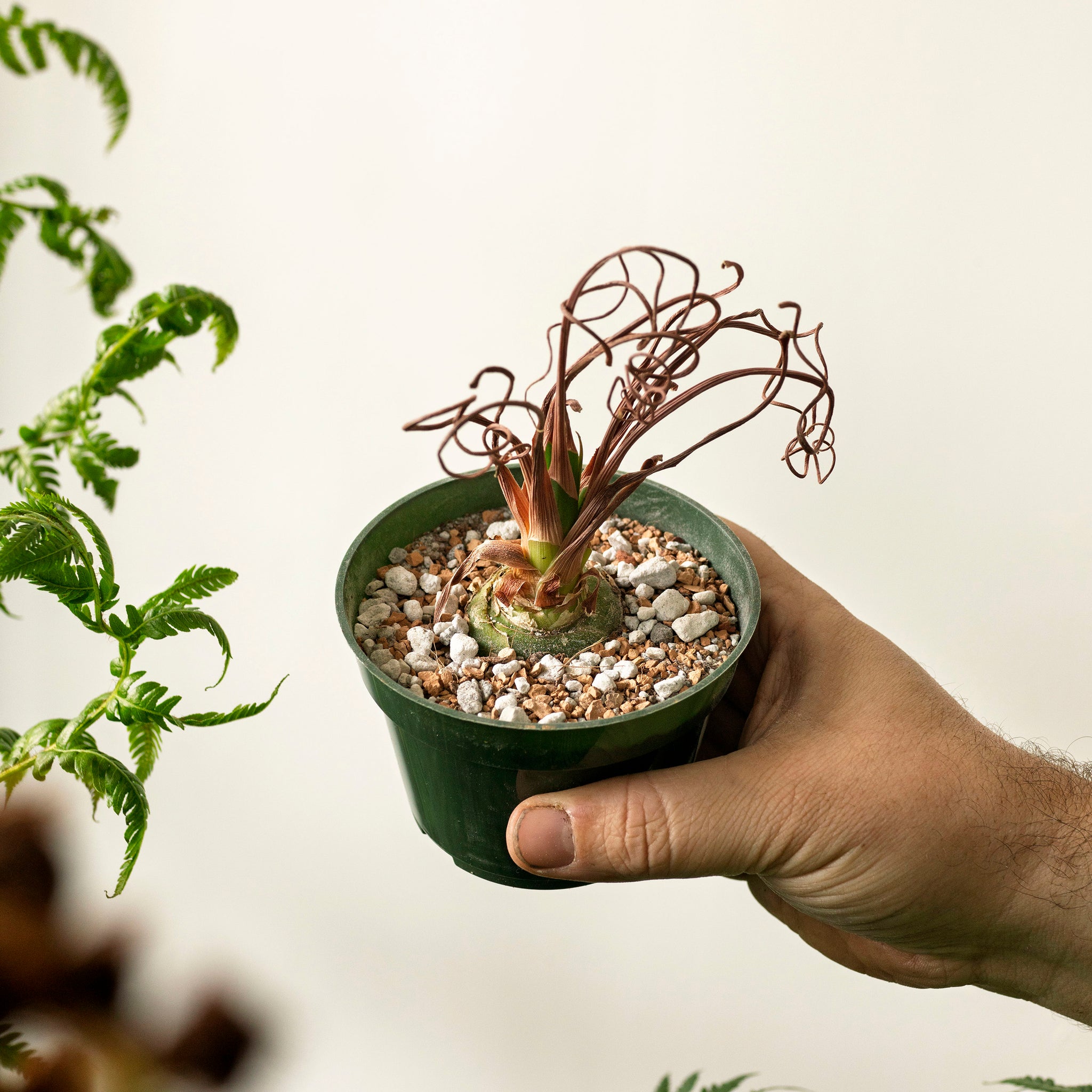 Albuca spiralis 'Corkscrew Spiralis'