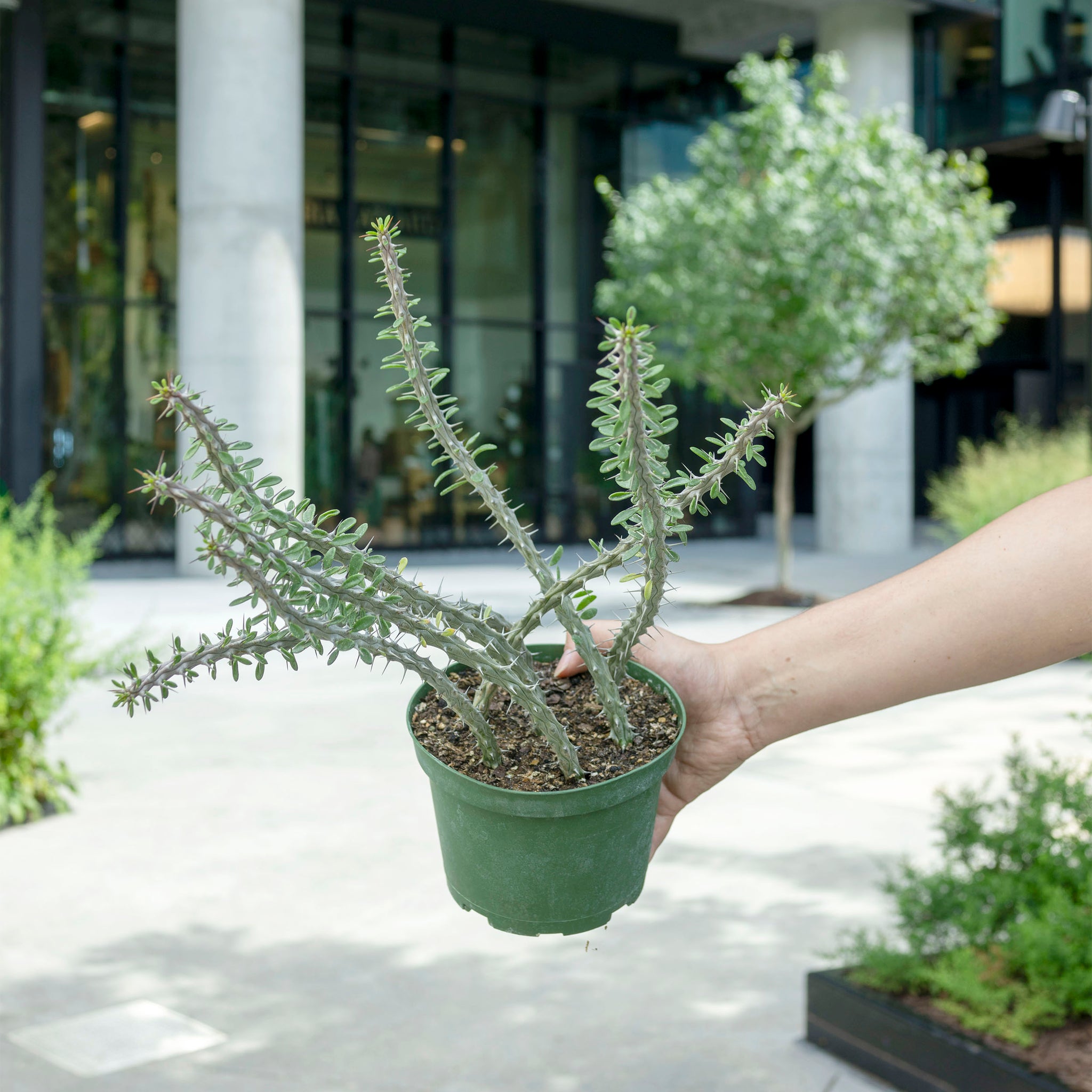 Alluaudia procera
