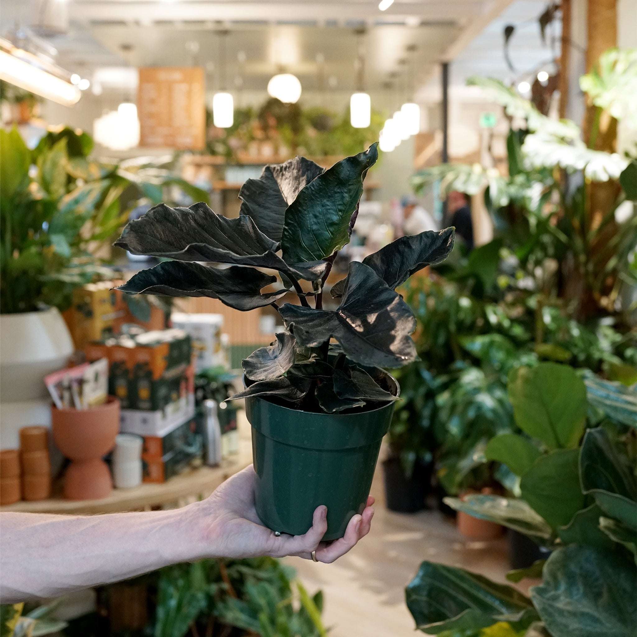 Alocasia chienlii 'Antoro Velvet'