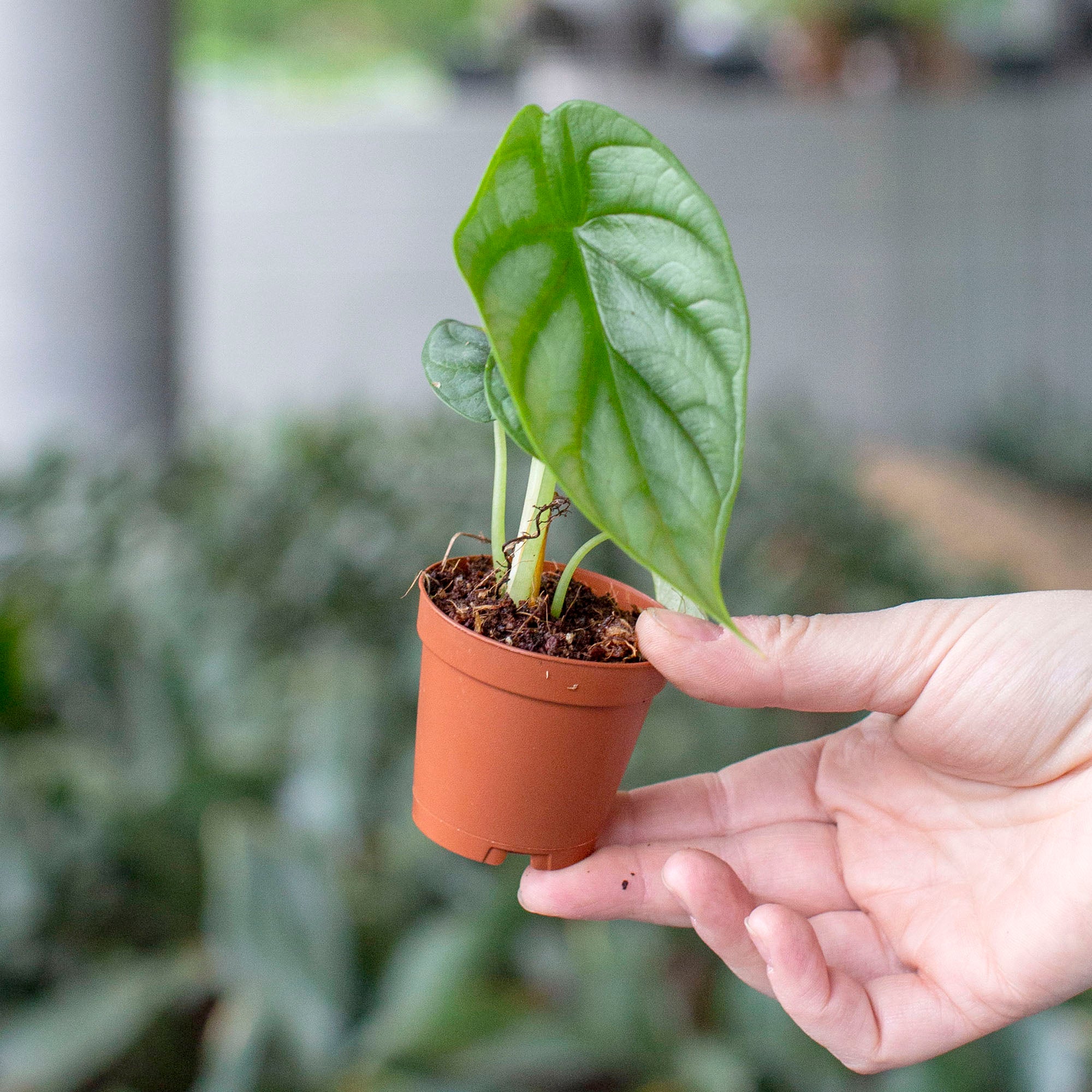 Alocasia baginda 'Silver Dragon'