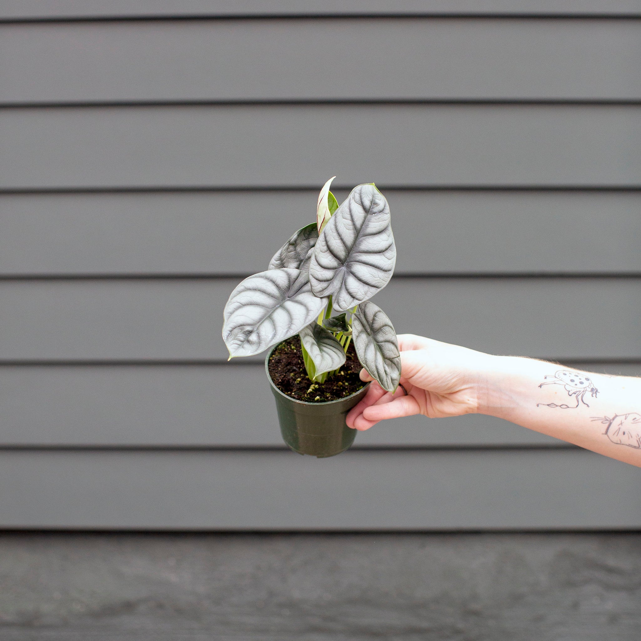 Alocasia baginda 'Silver Dragon'