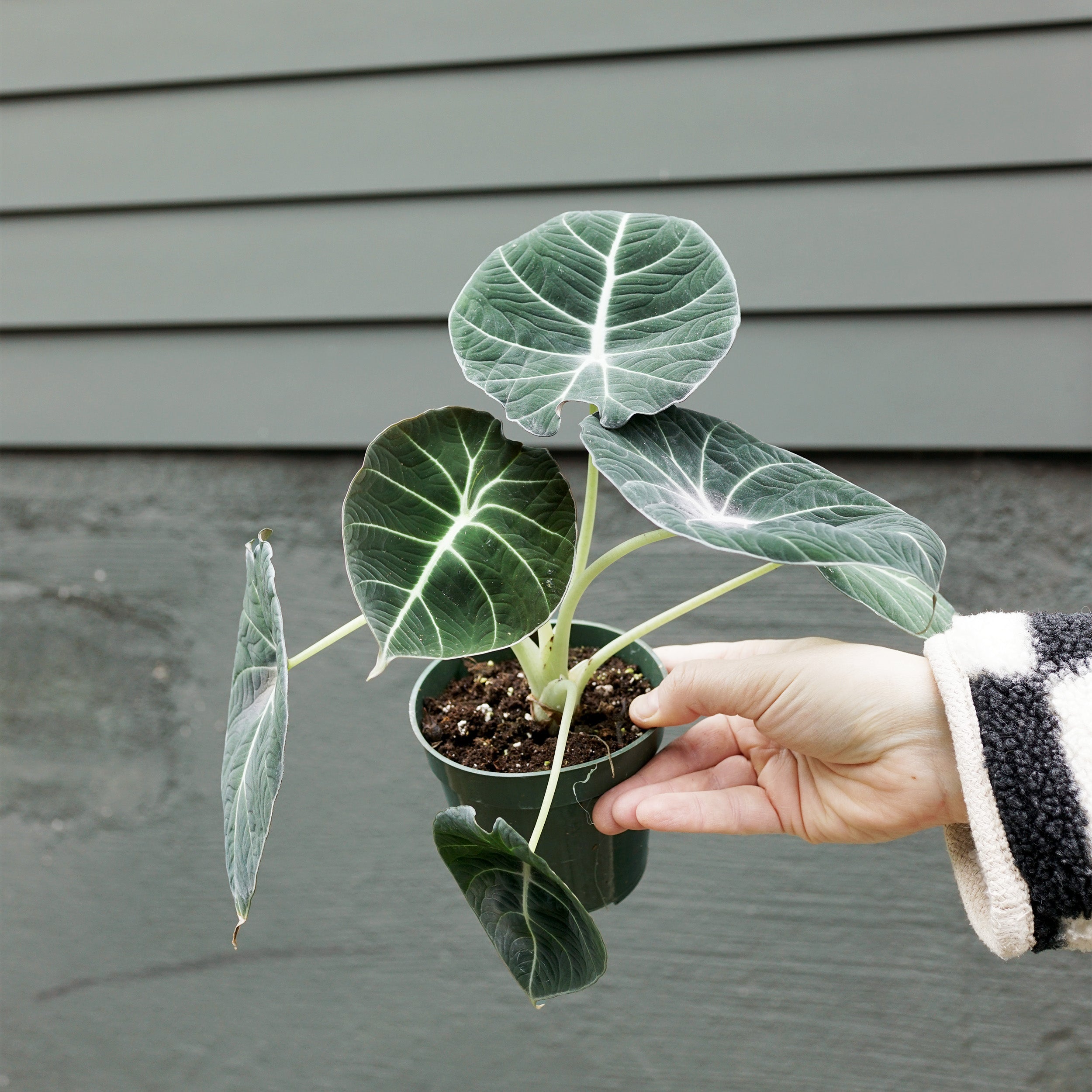 alocasia black velvet flower seeds Alocasia reginula 'Black Velvet' – The Victorian Atlanta