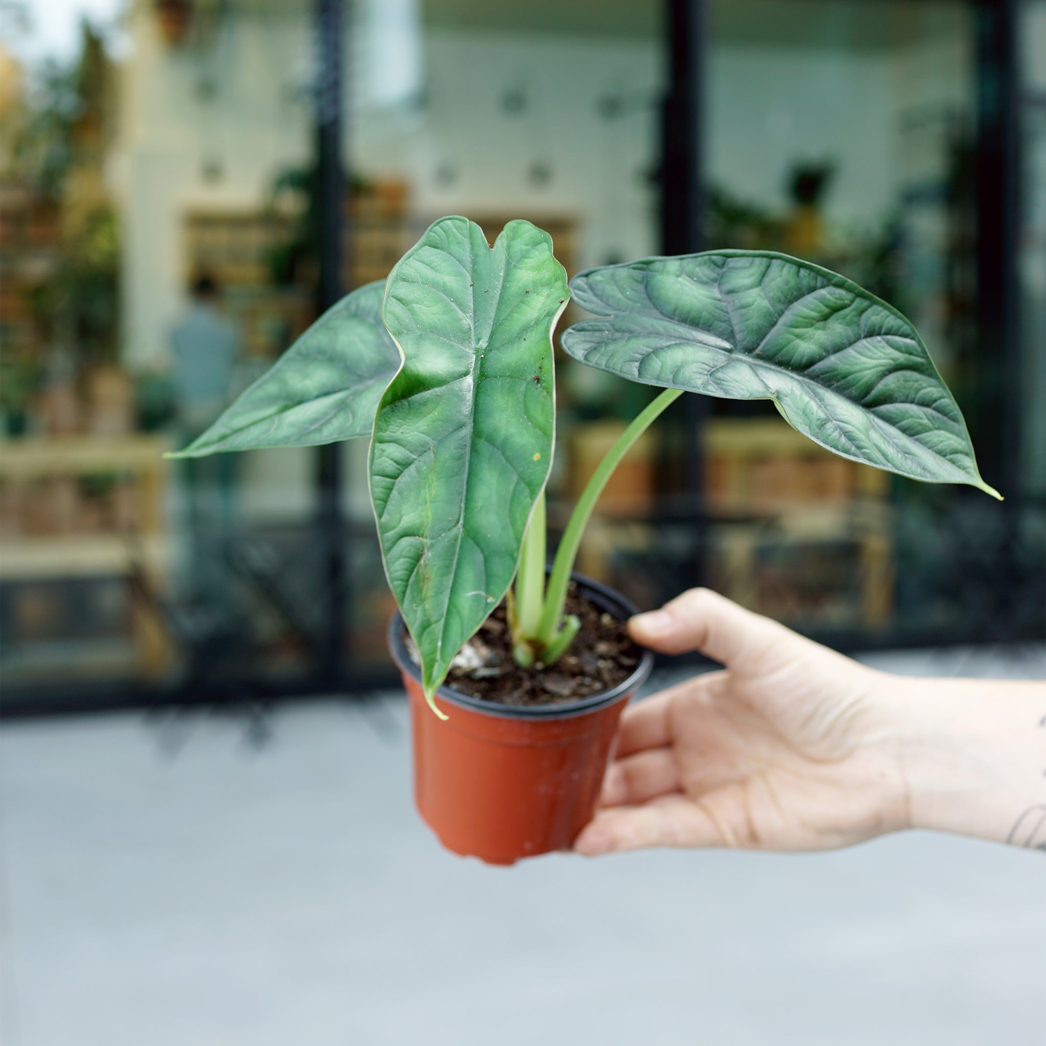 Alocasia baginda 'Dragon Scale'