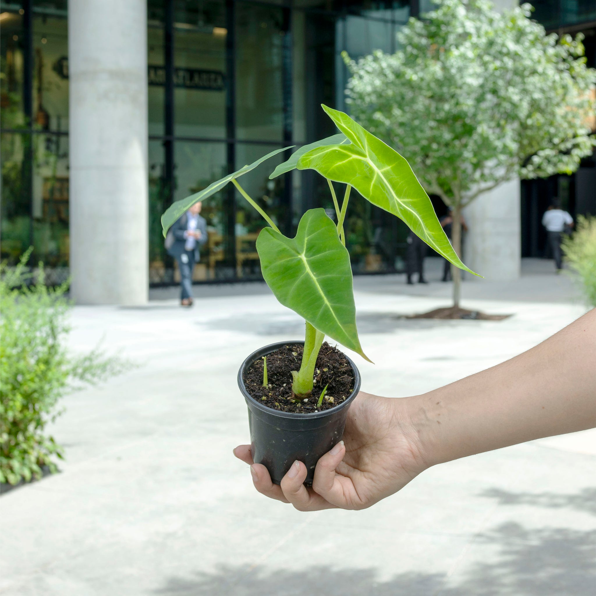 Alocasia micholitziana 'Frydek'