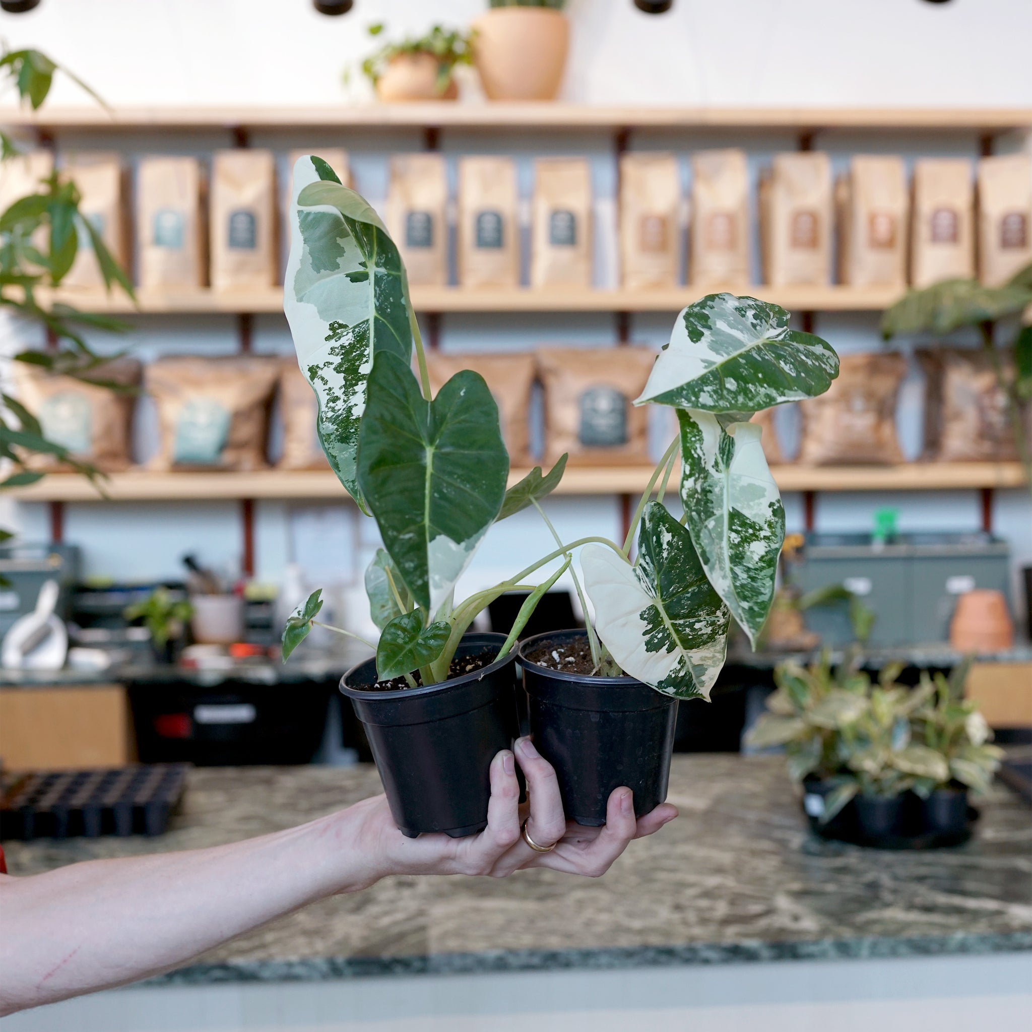 Alocasia micholitziana 'Frydek' Variegated