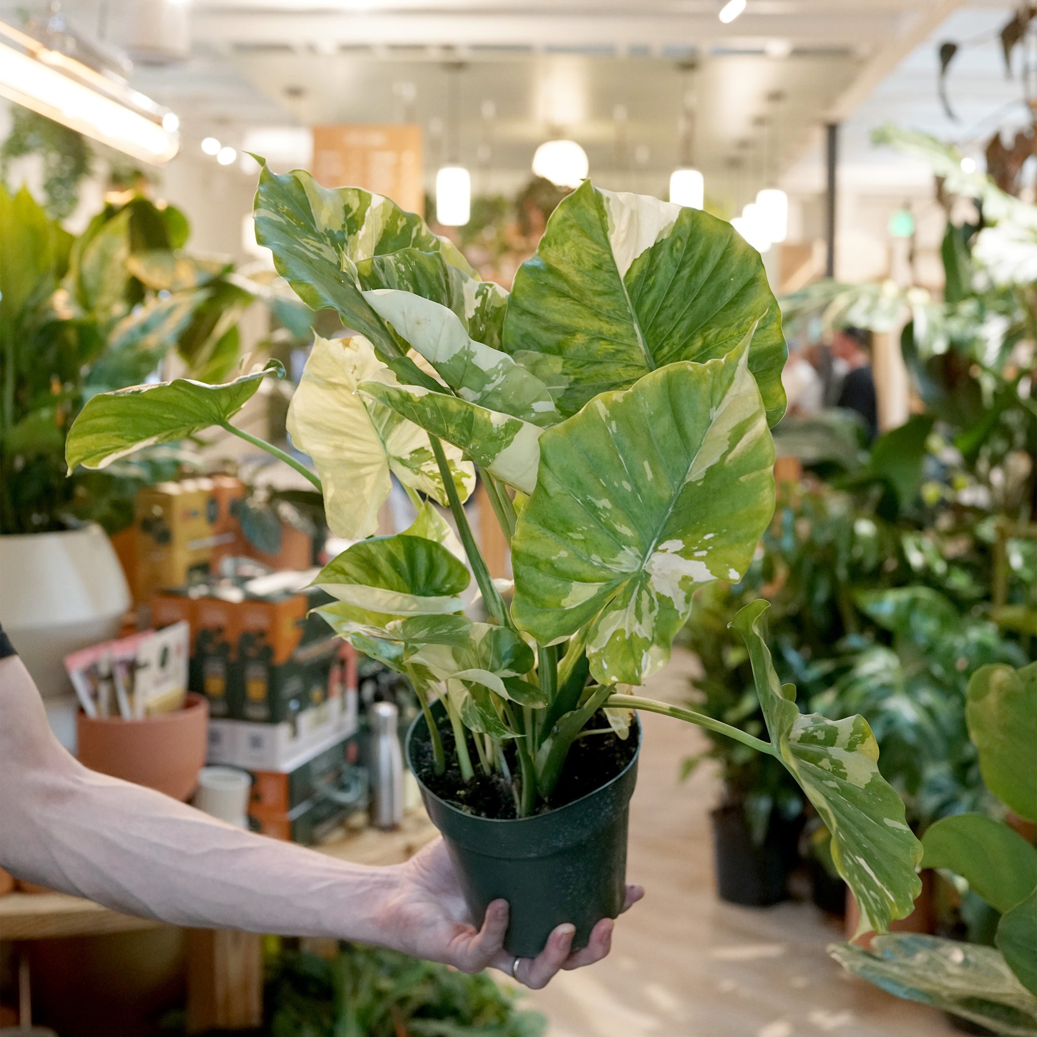 Alocasia gageana 'Variegata'