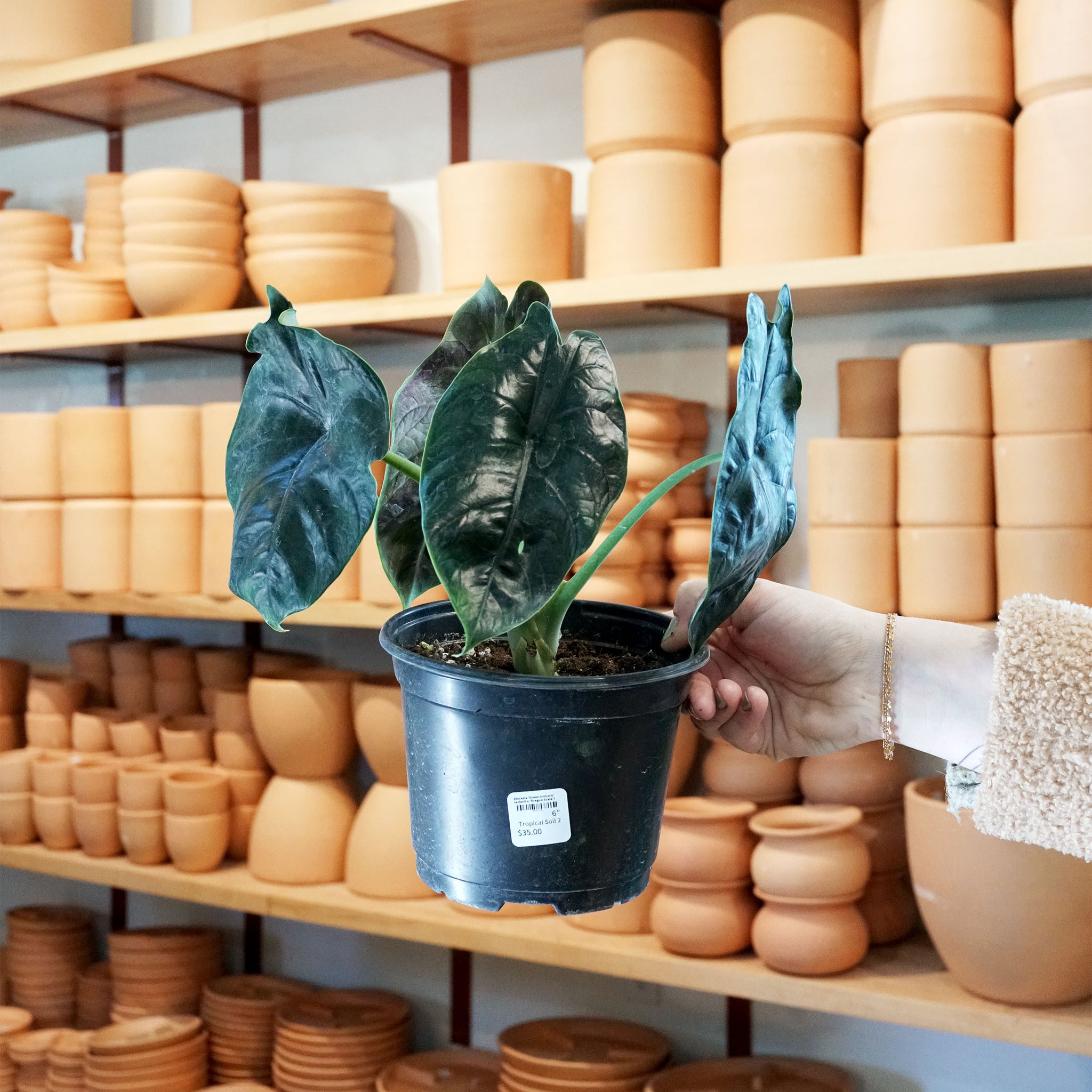 Alocasia 'Green Unicorn' (azlanii x 'Dragon Scale')