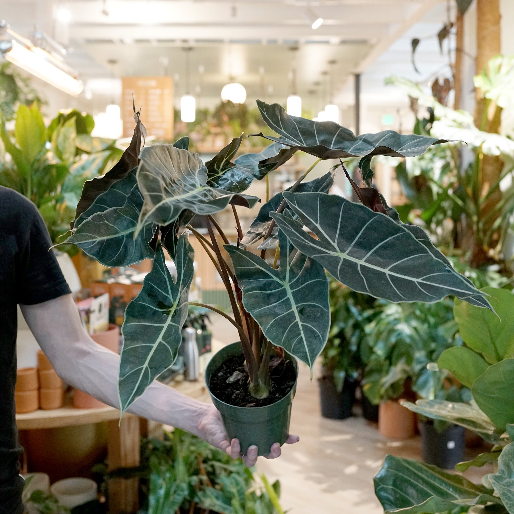 Alocasia longiloba 'Dragon's Tooth'