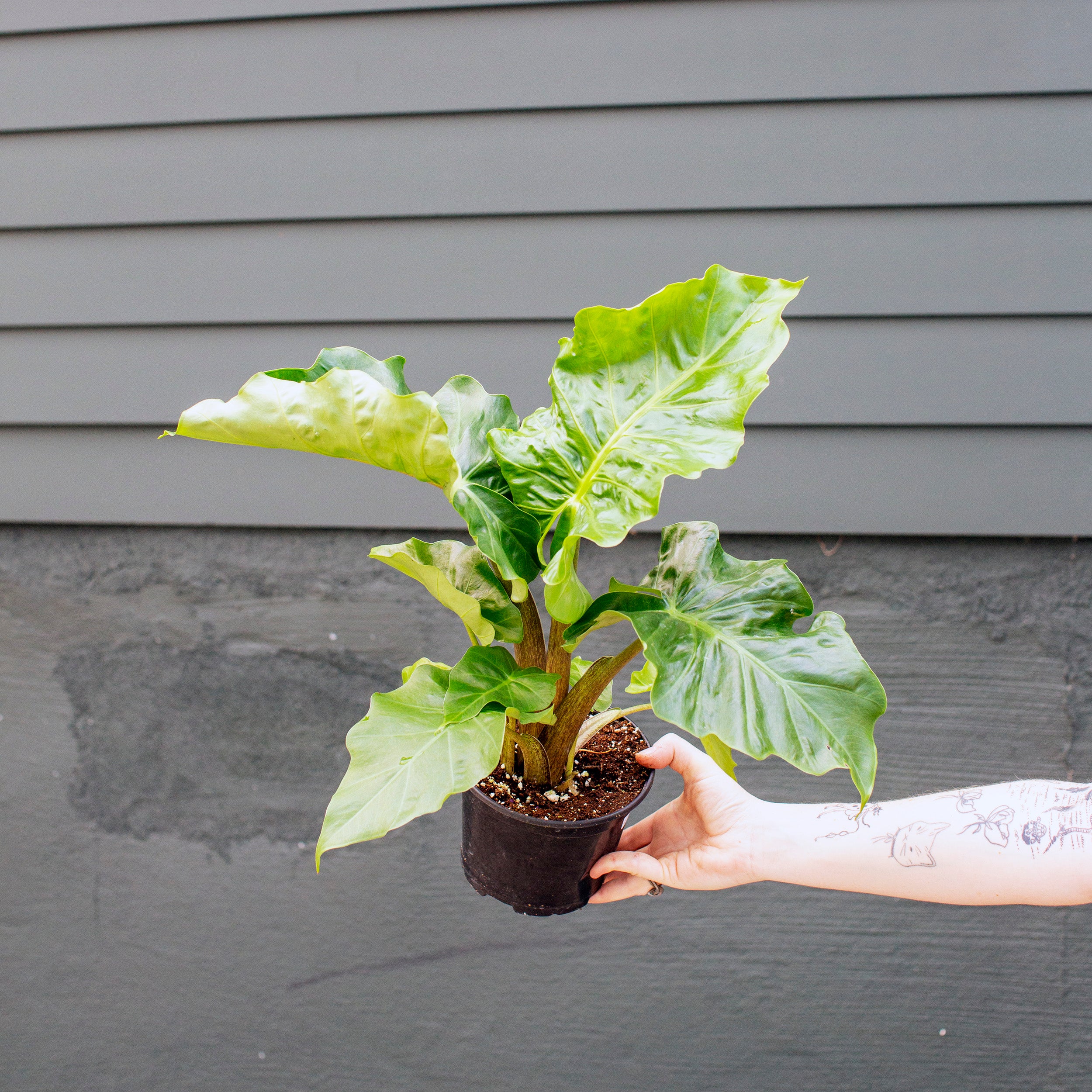 フリョウプランツ Tropical Plants – Tagged 