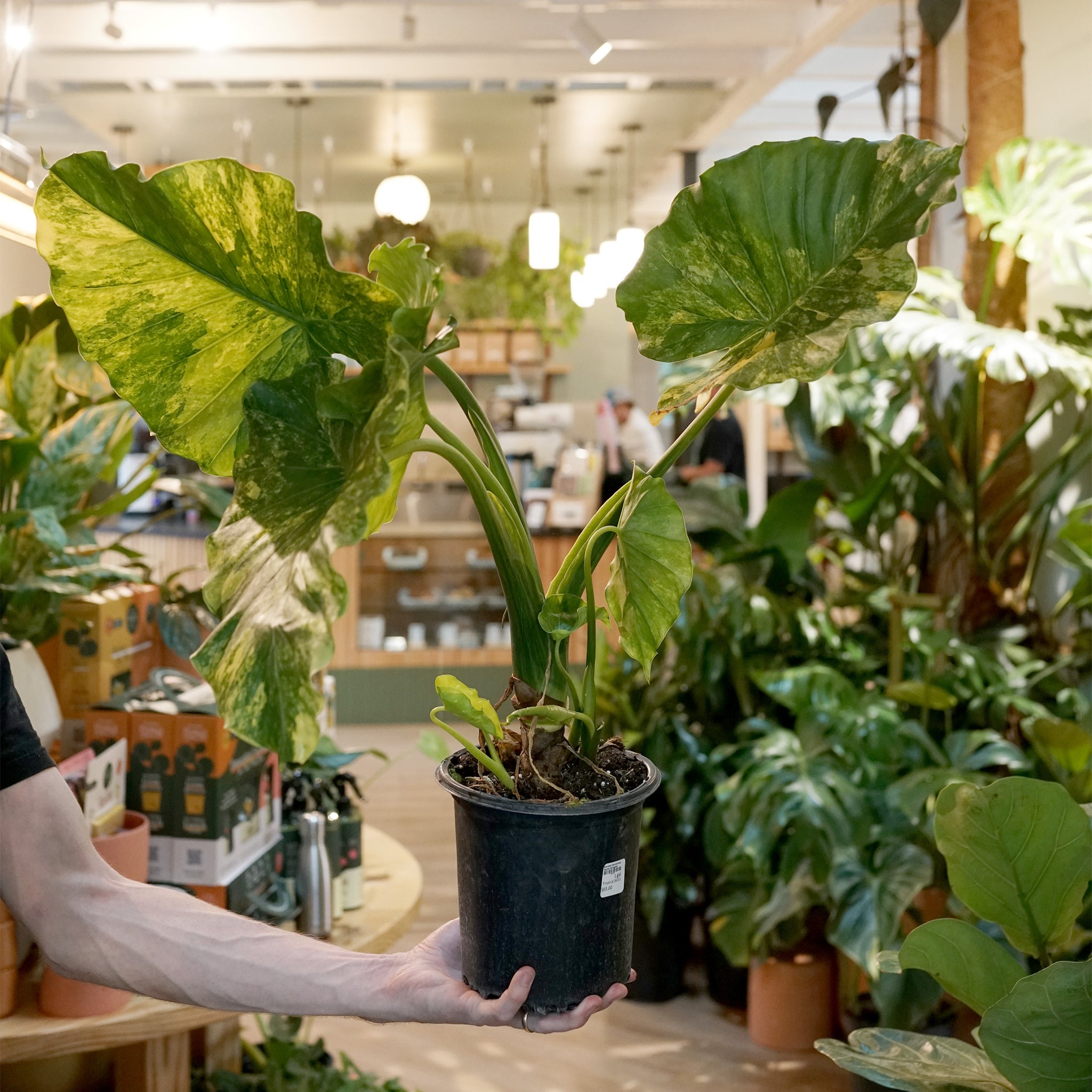 Alocasia macrorrhiza 'Aurea Variegata'