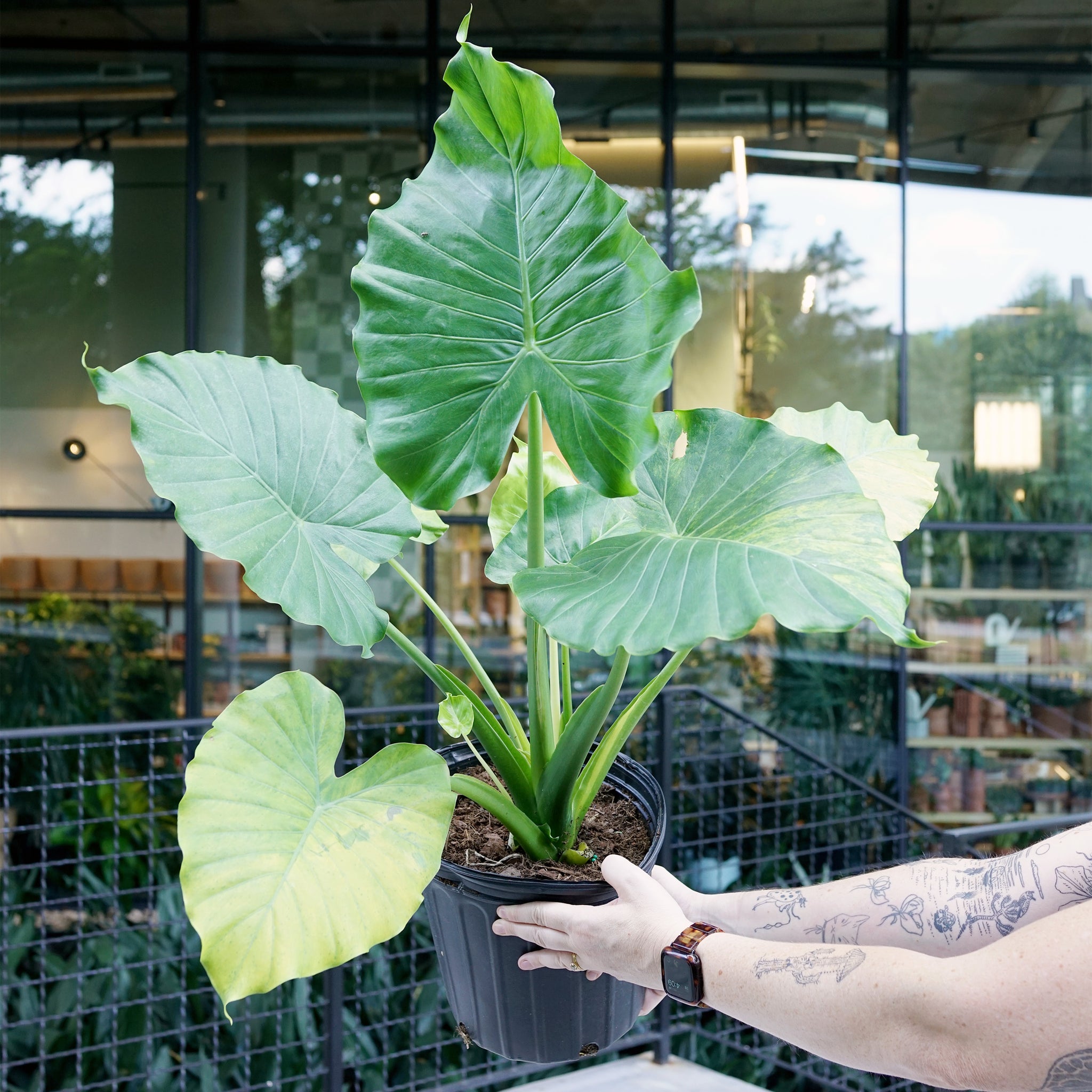 Alocasia macrorrhiza 'Aurea Variegata'