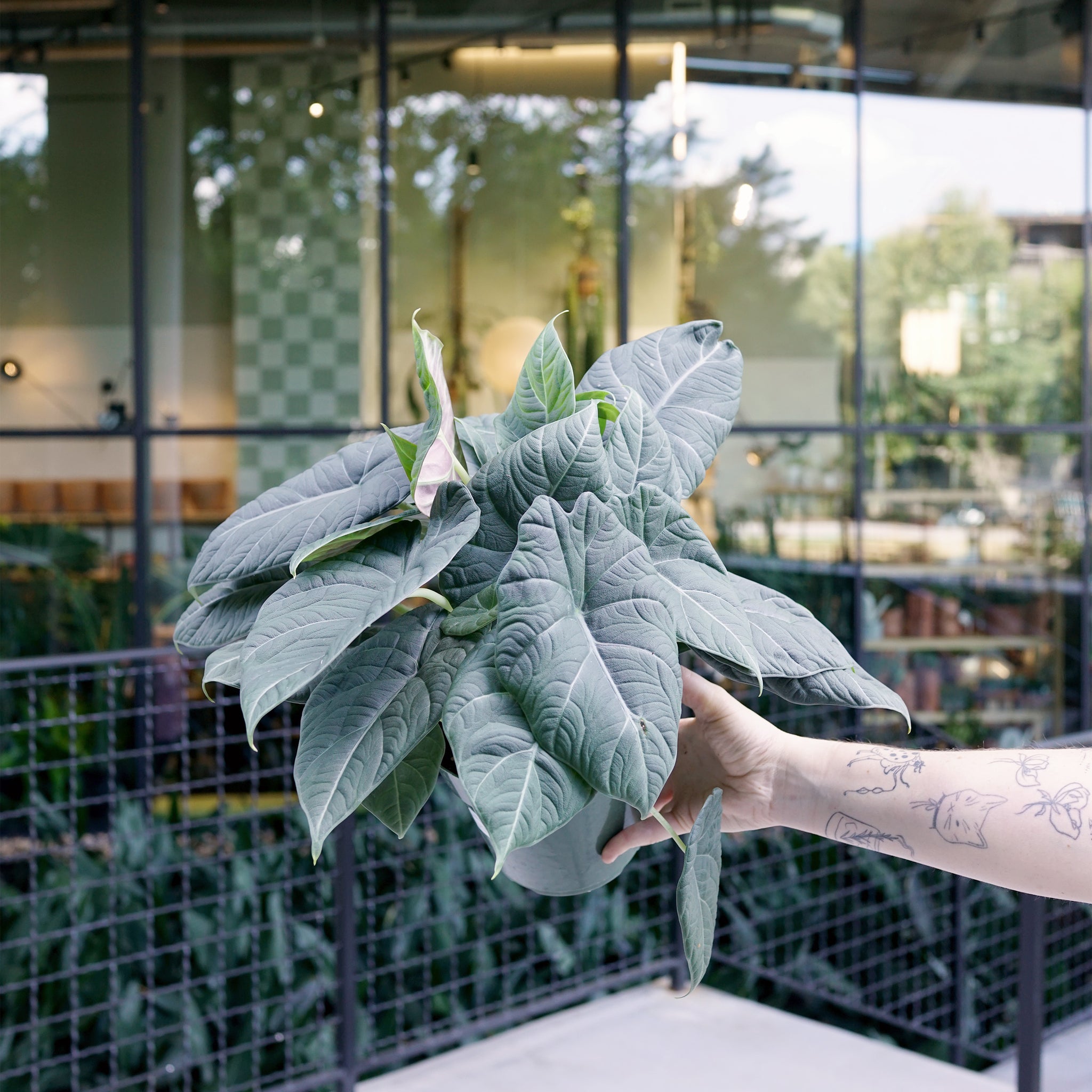 Alocasia maharani