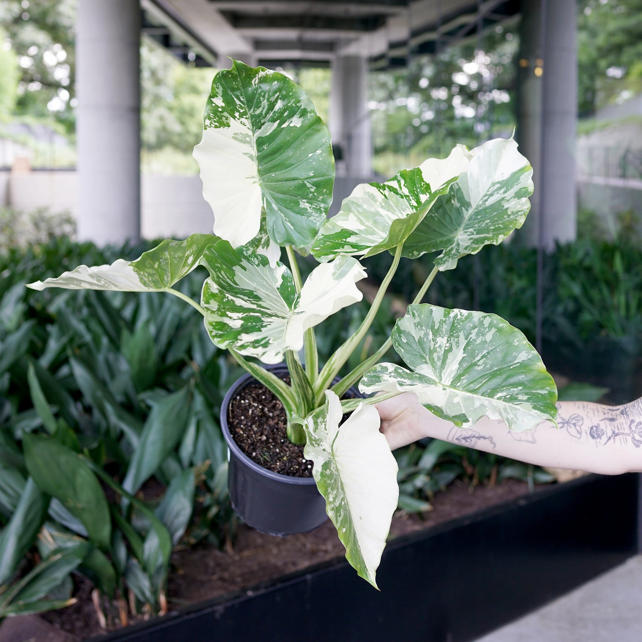 Alocasia odora variegata