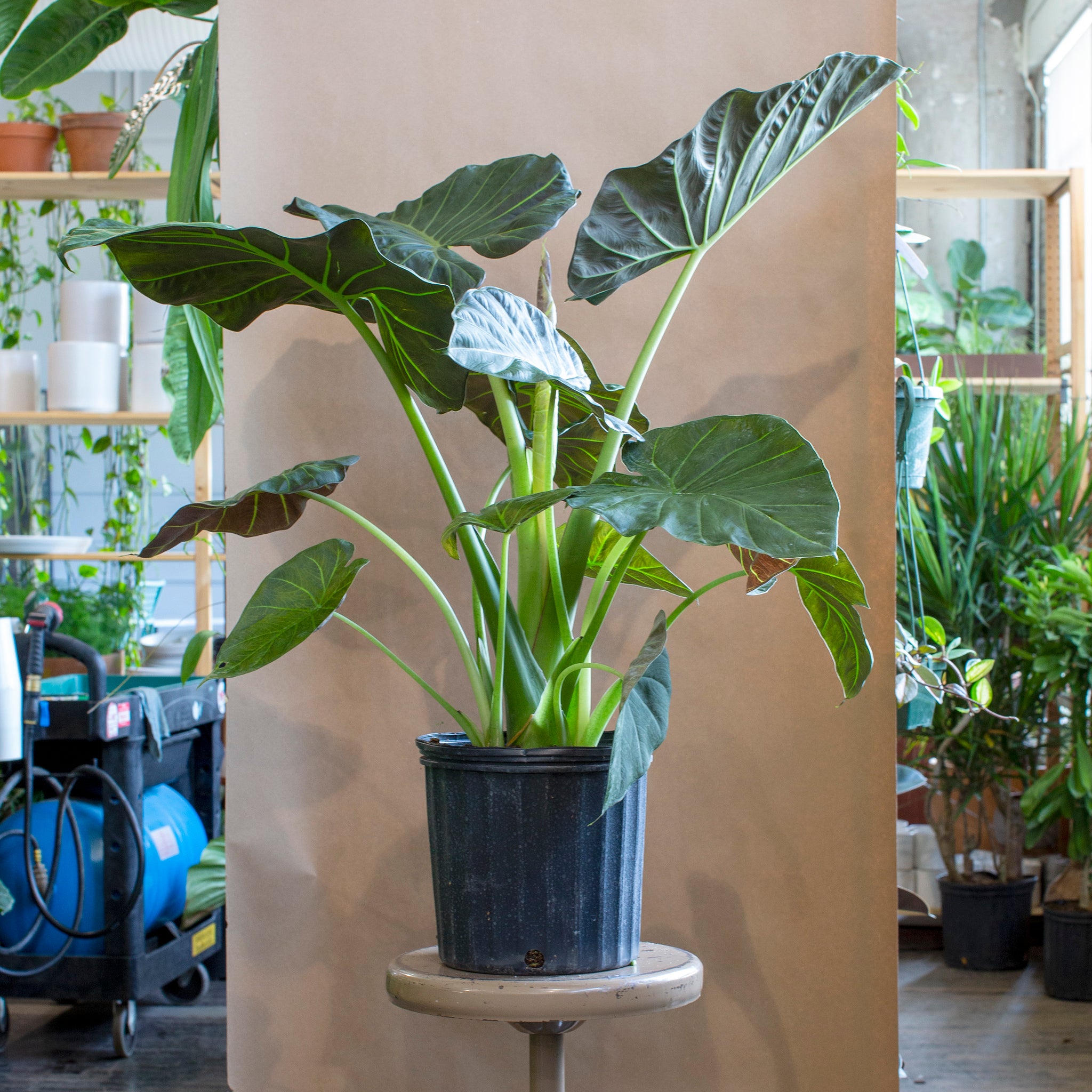 Alocasia 'Regal Shield'