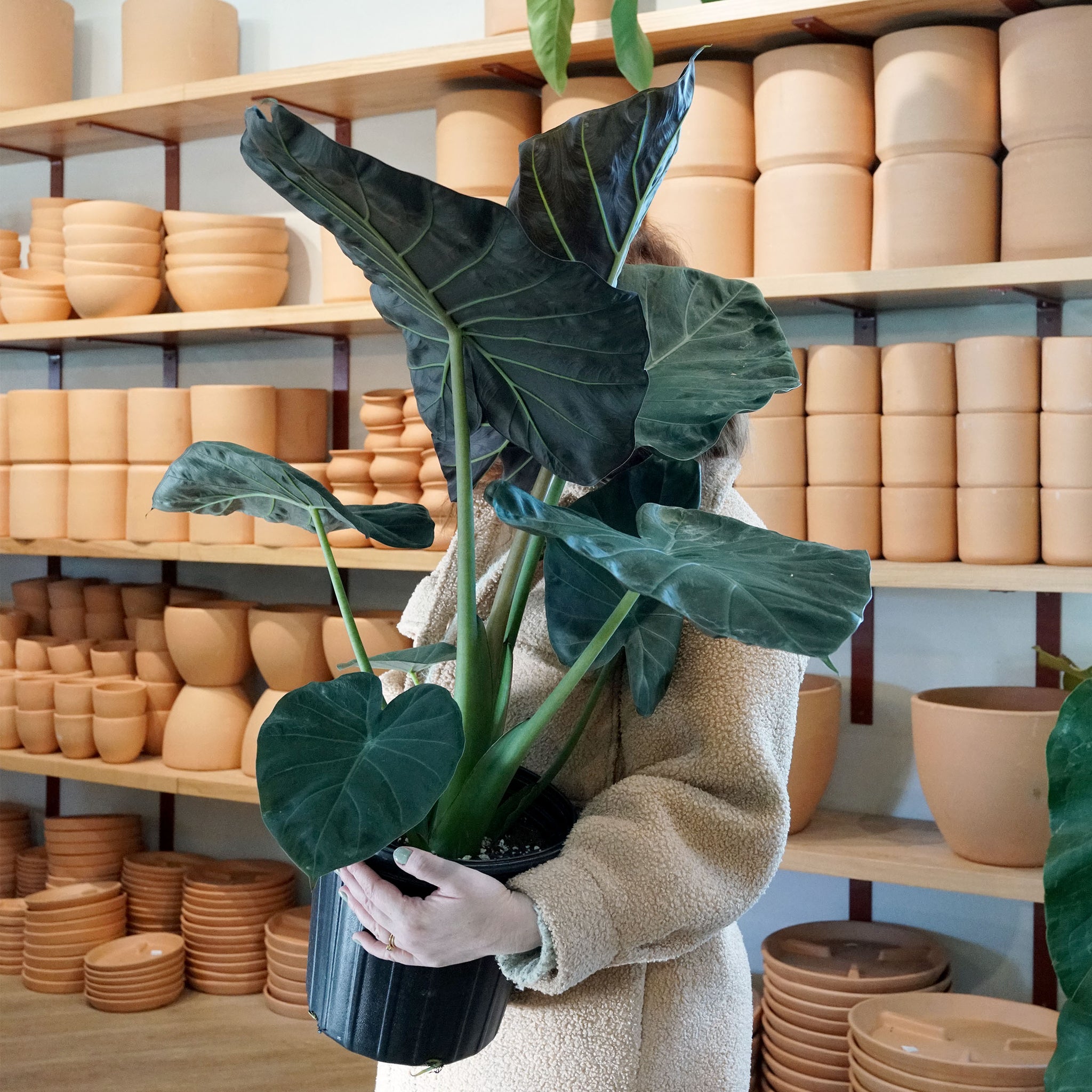 Alocasia 'Regal Shield'