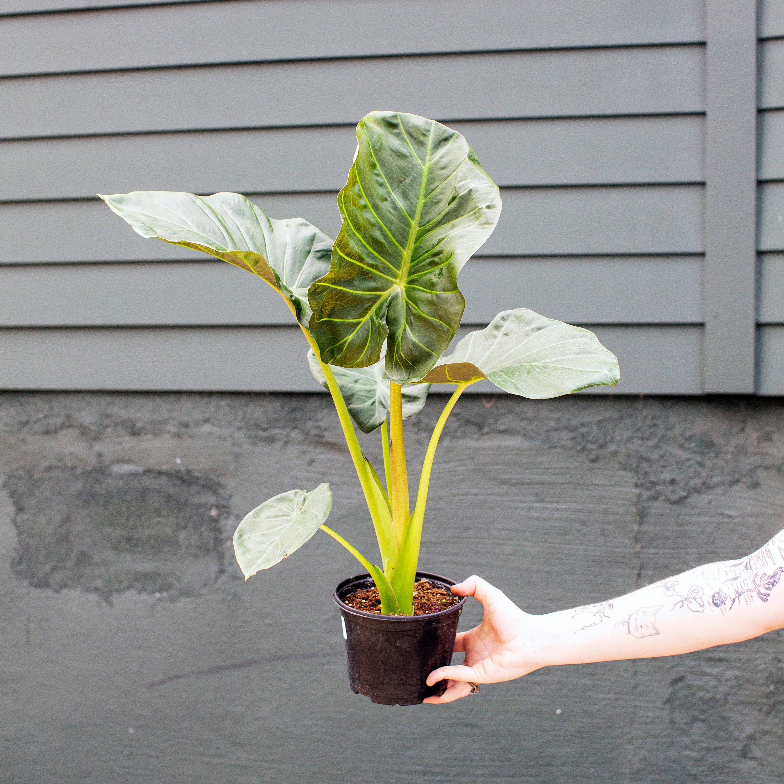 Alocasia 'Regal Shield' – The Victorian Atlanta