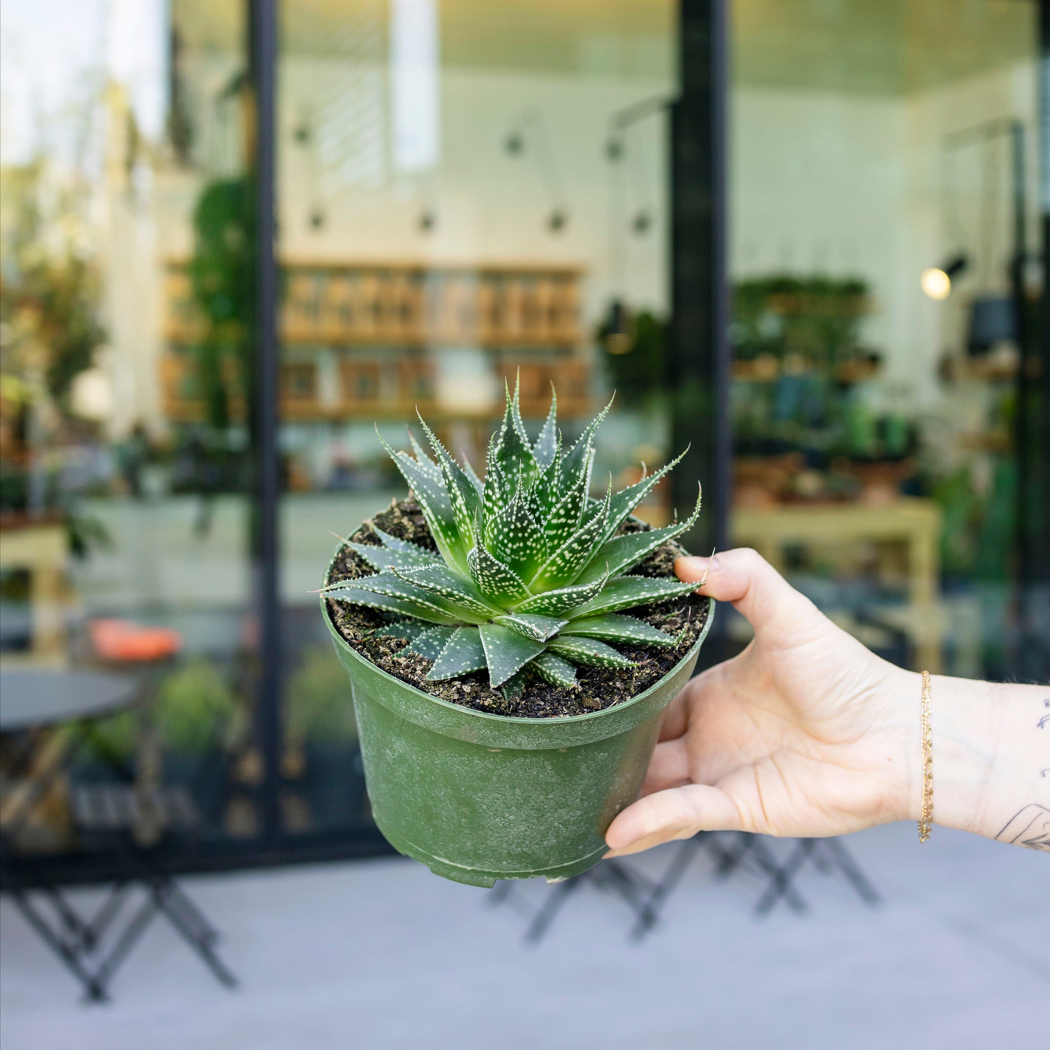 Aloe aristata (Lace Aloe)