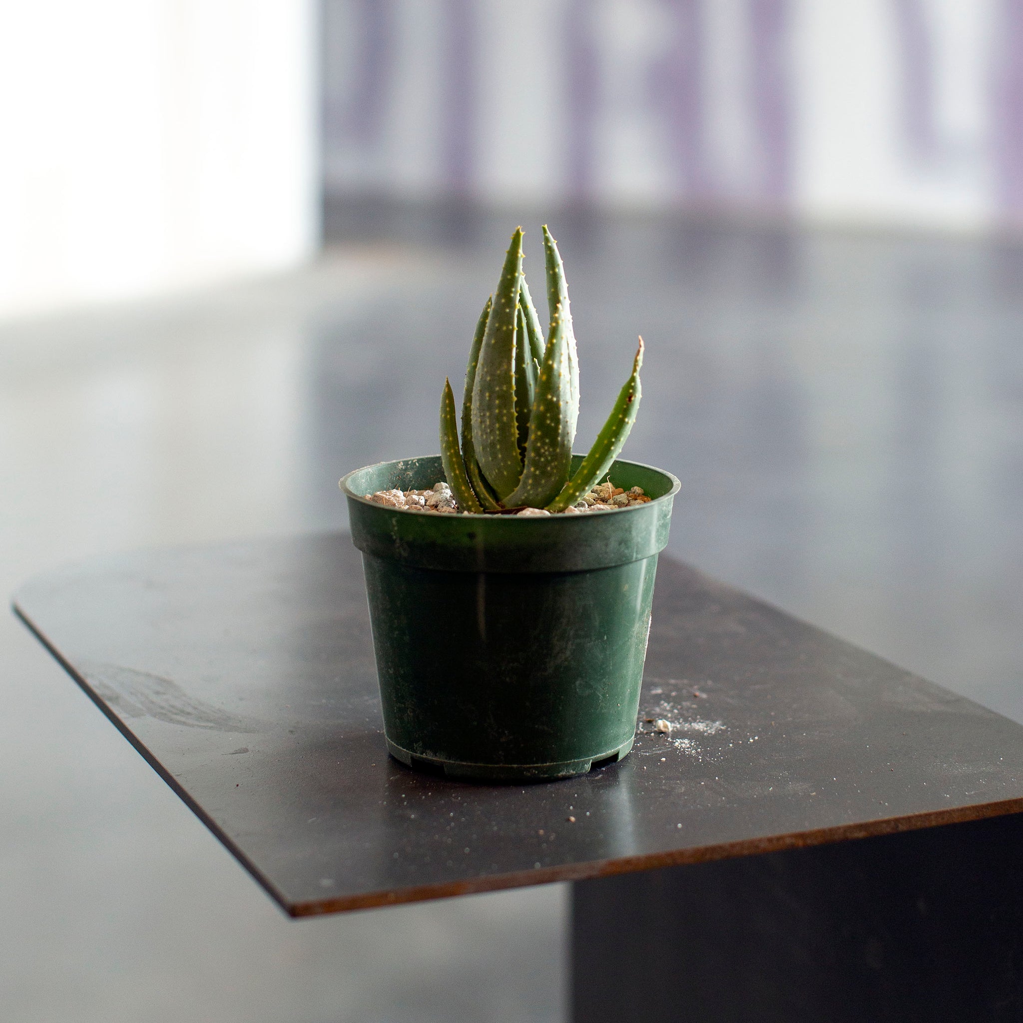 Aloe dichotoma