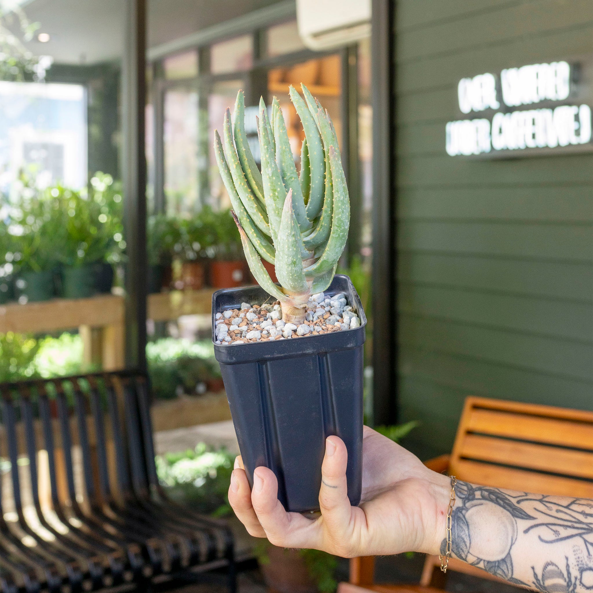 Aloe dichotoma