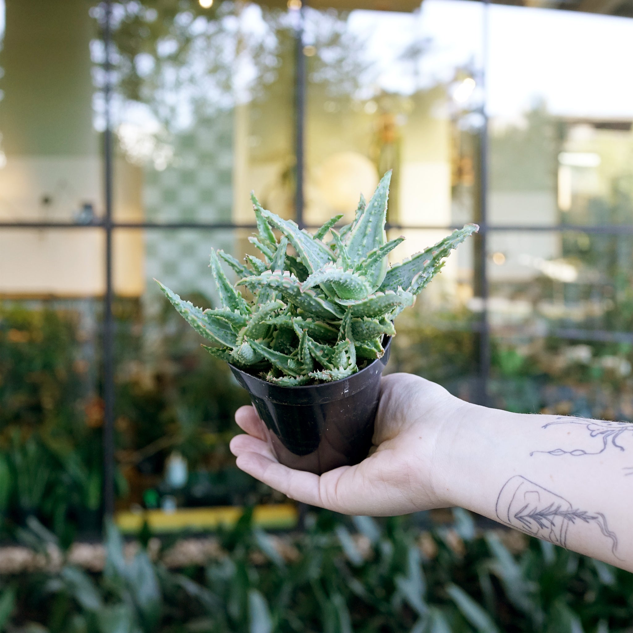 Aloe 'Oik'