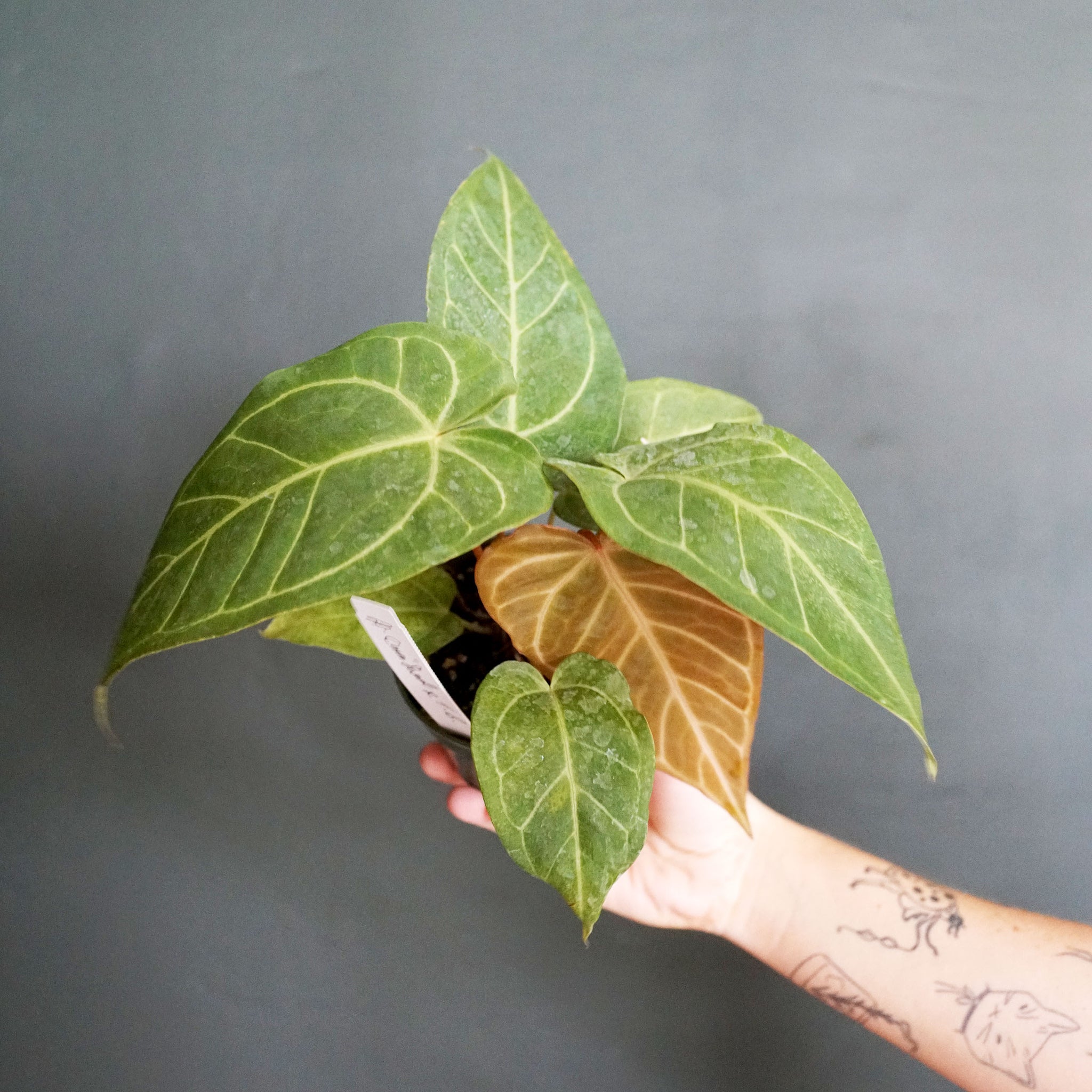 Anthurium 'Cinnamon Swirl' x Anthurium 'Tim Anderson Black'