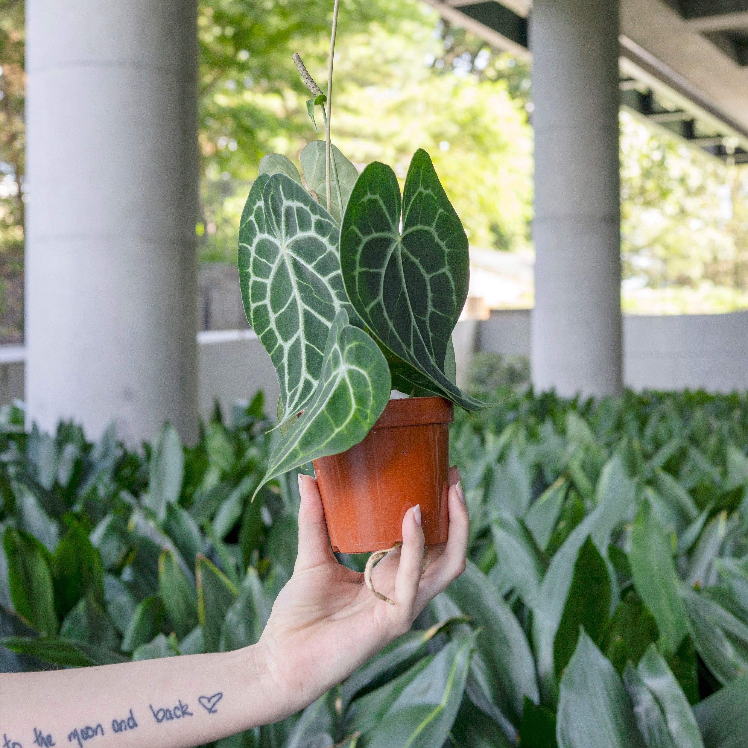Anthurium clarinervium – The Victorian Atlanta