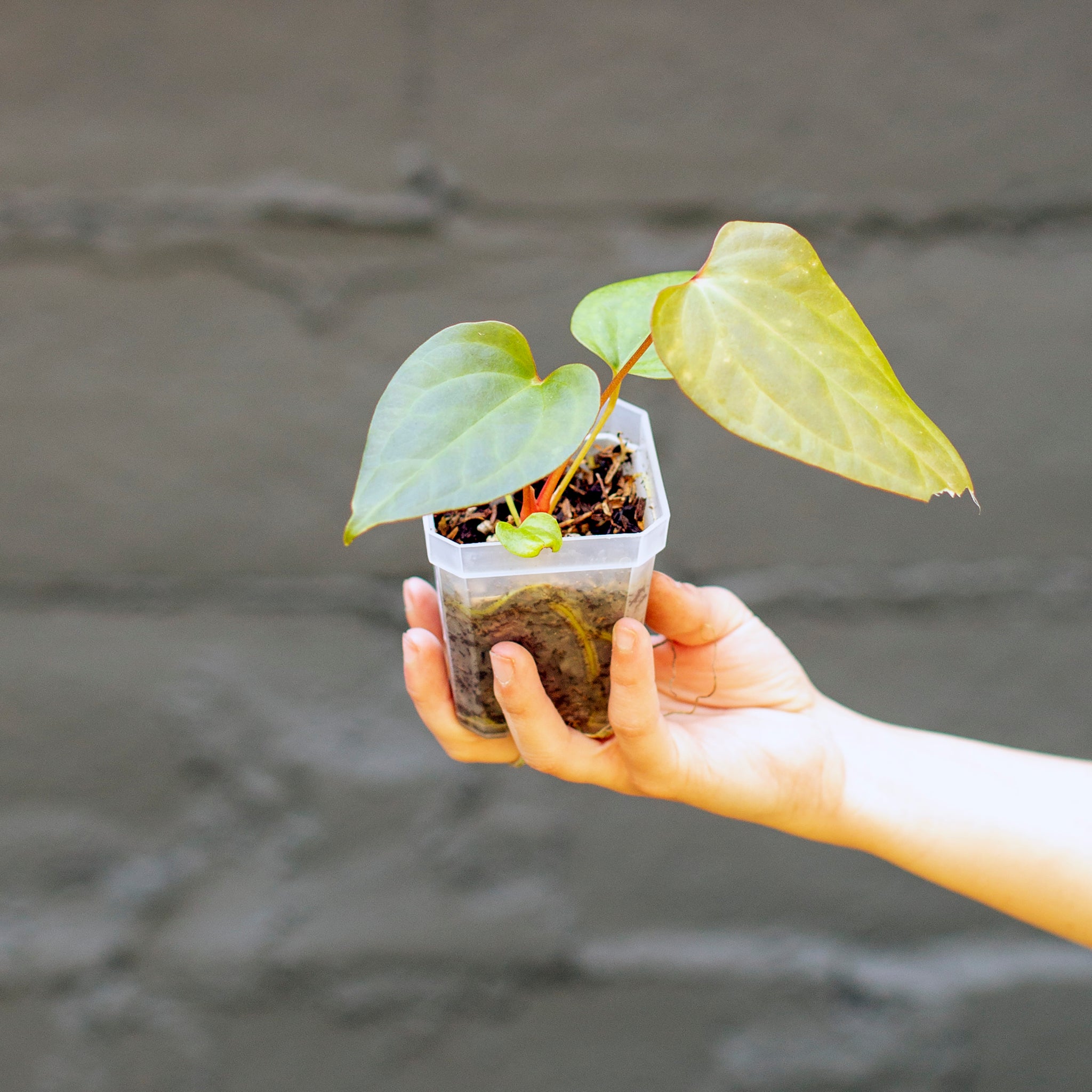 Anthurium crystallinum/magnificum x 'Gigi'