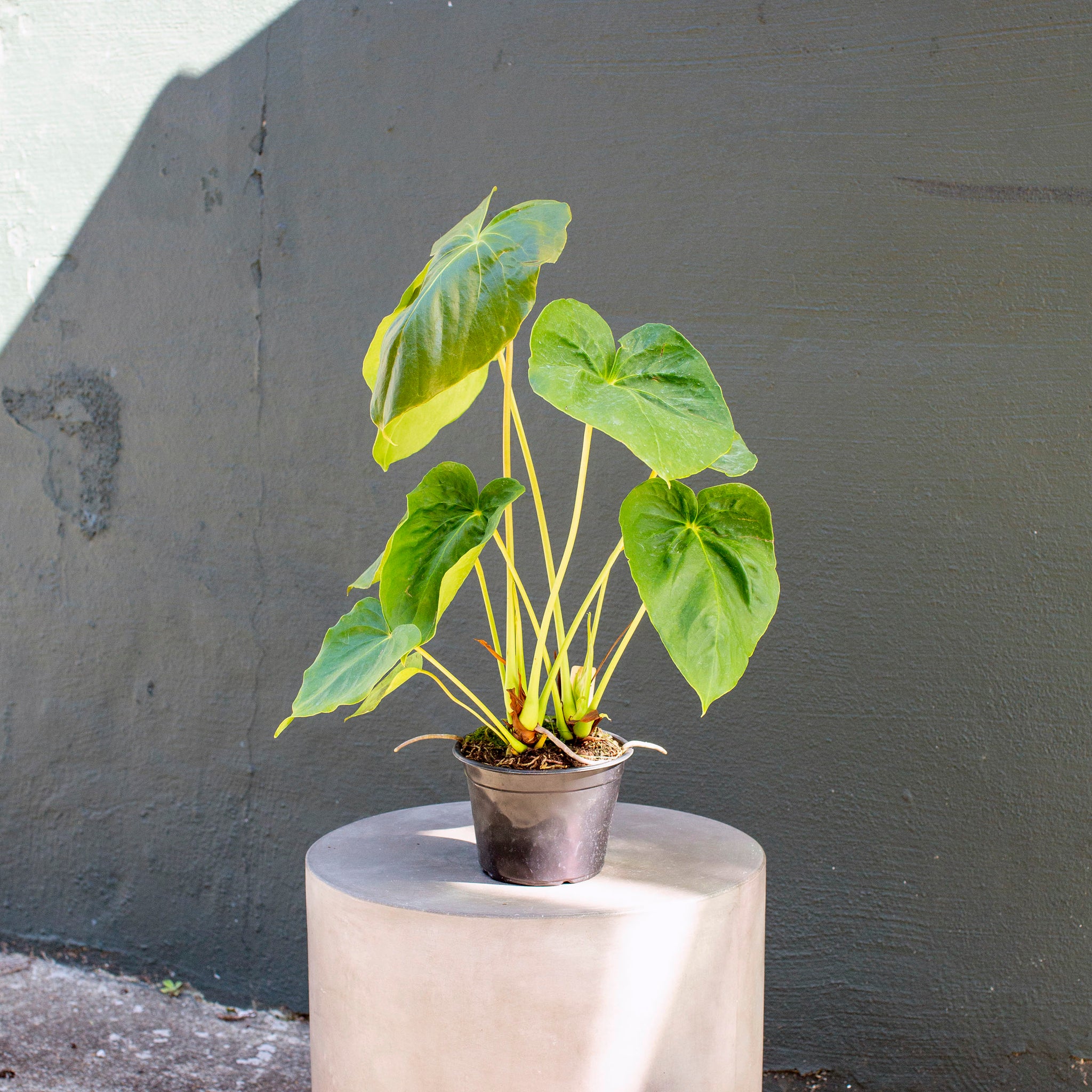 Anthurium faustomirande