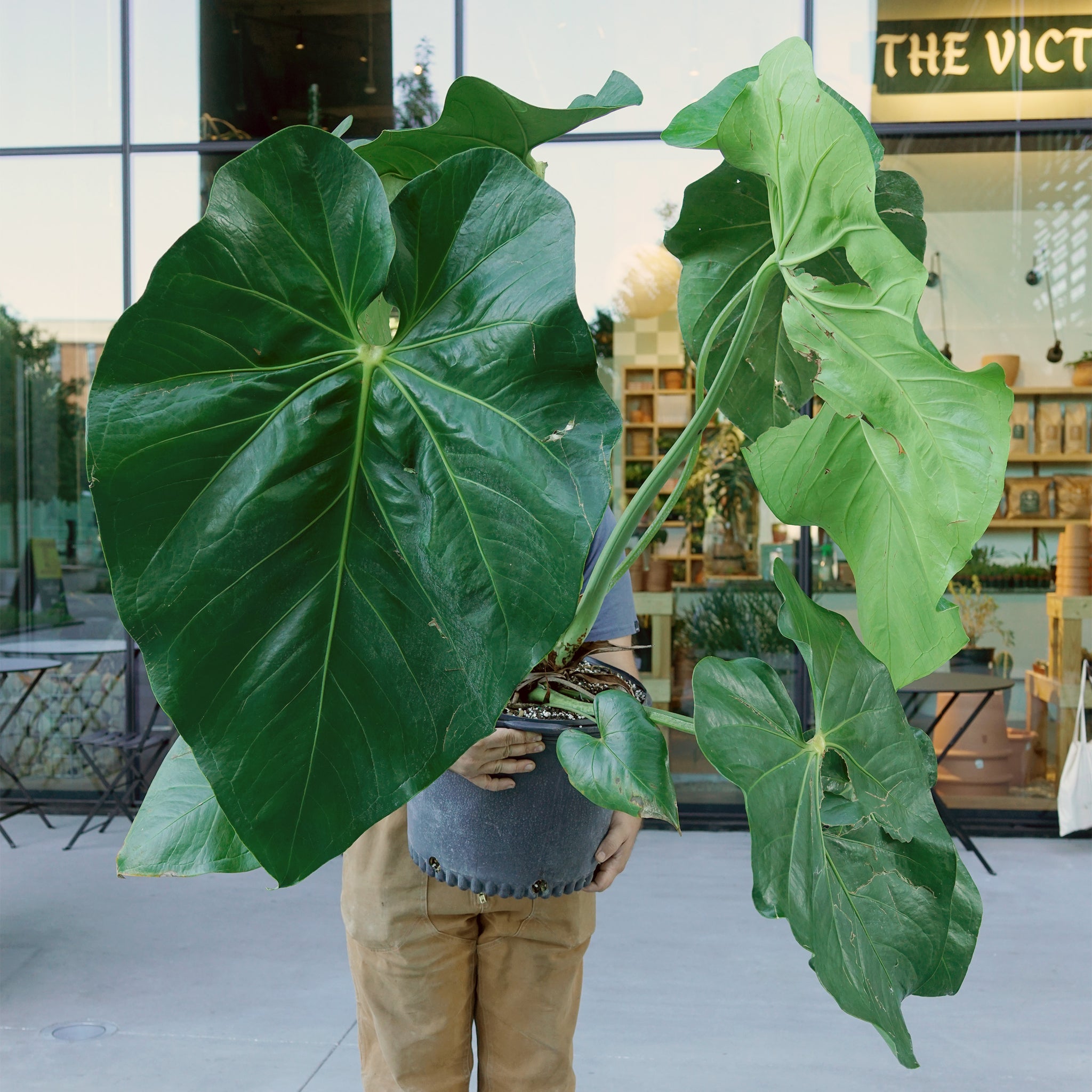 Anthurium faustomirande