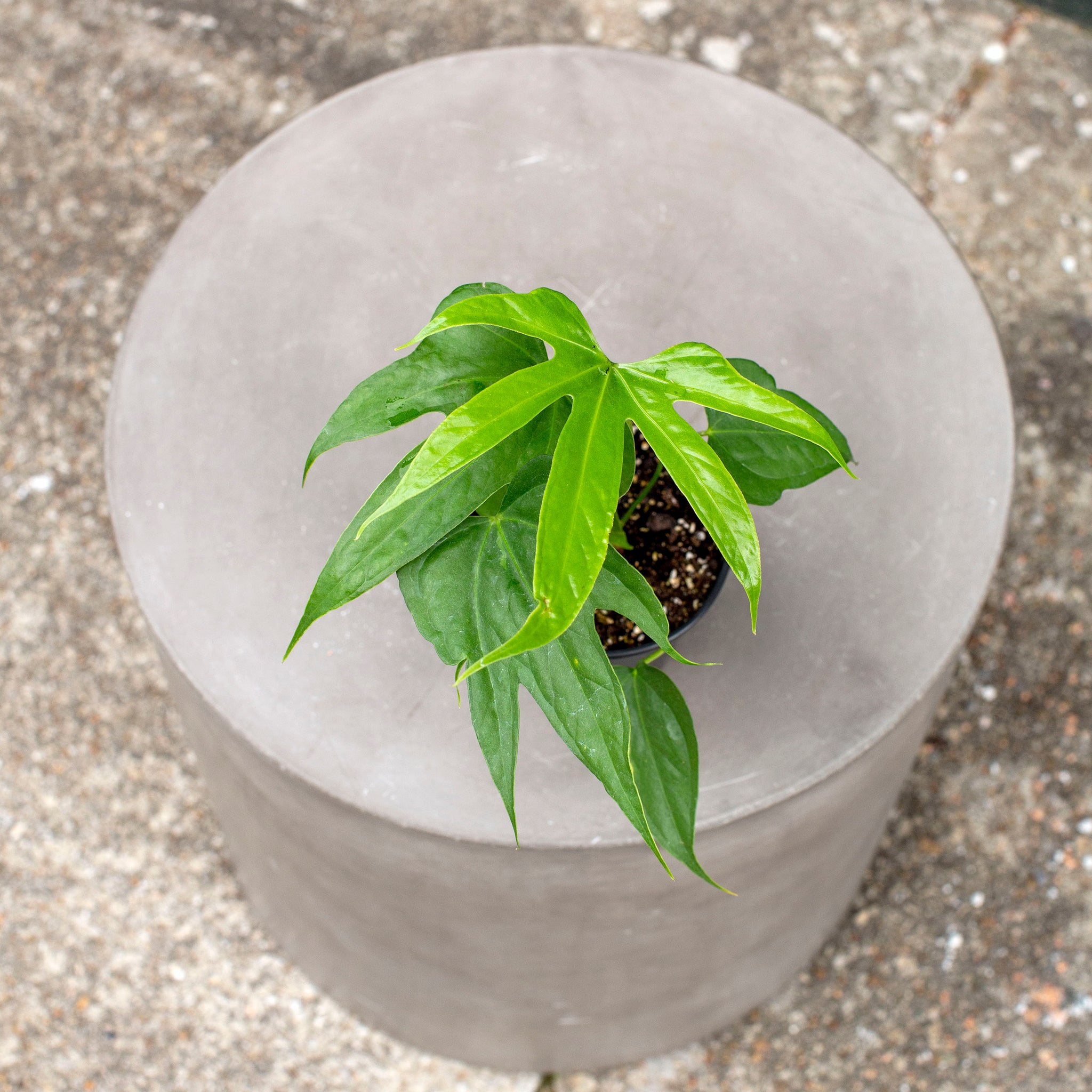 Anthurium pedatoradiatum 'Fingers'