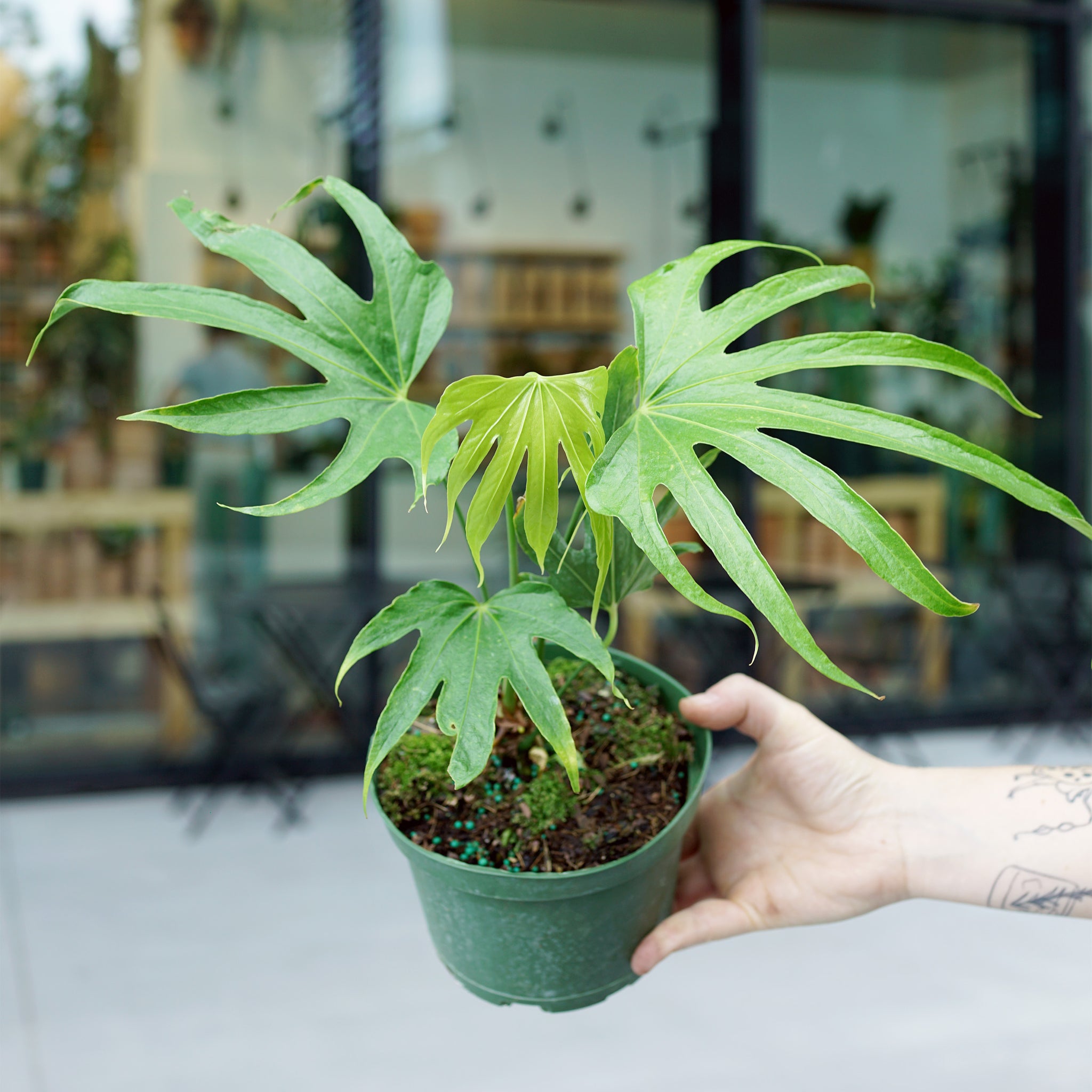 Anthurium pedatoradiatum 'Fingers'