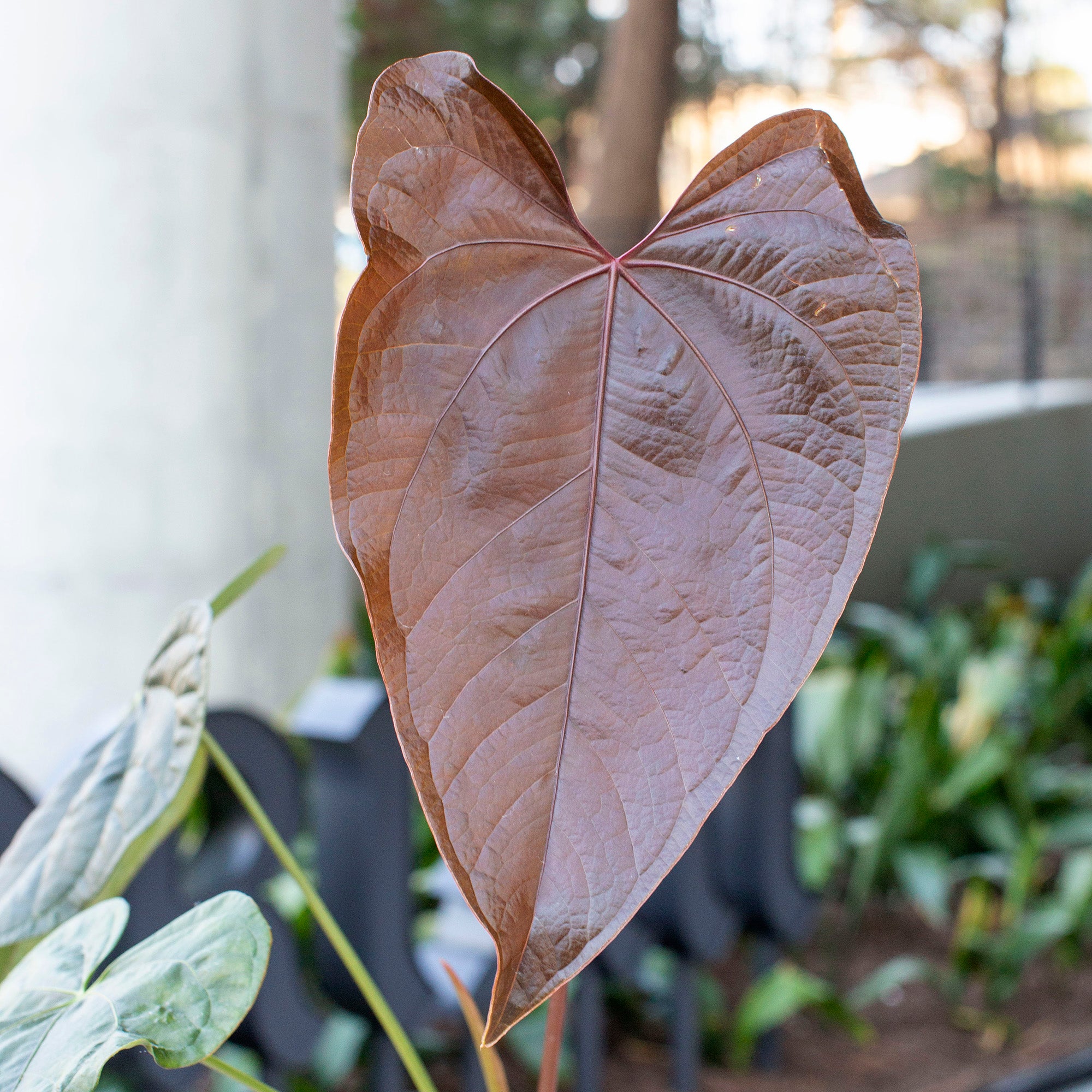 anthurium andean queen Anthurium 'Queen of Hearts' – The Victorian Atlanta