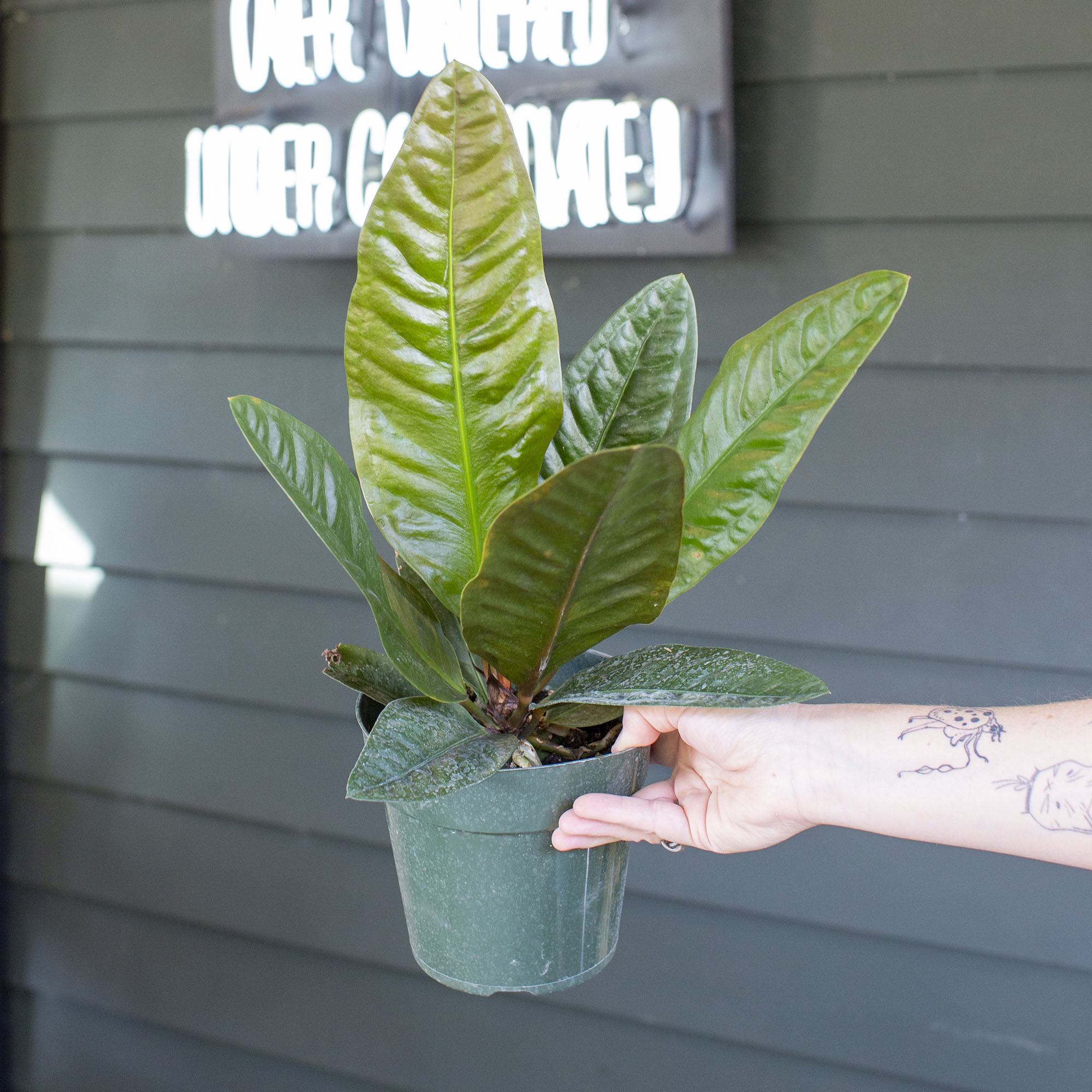 superbum anthurium Anthurium superbum