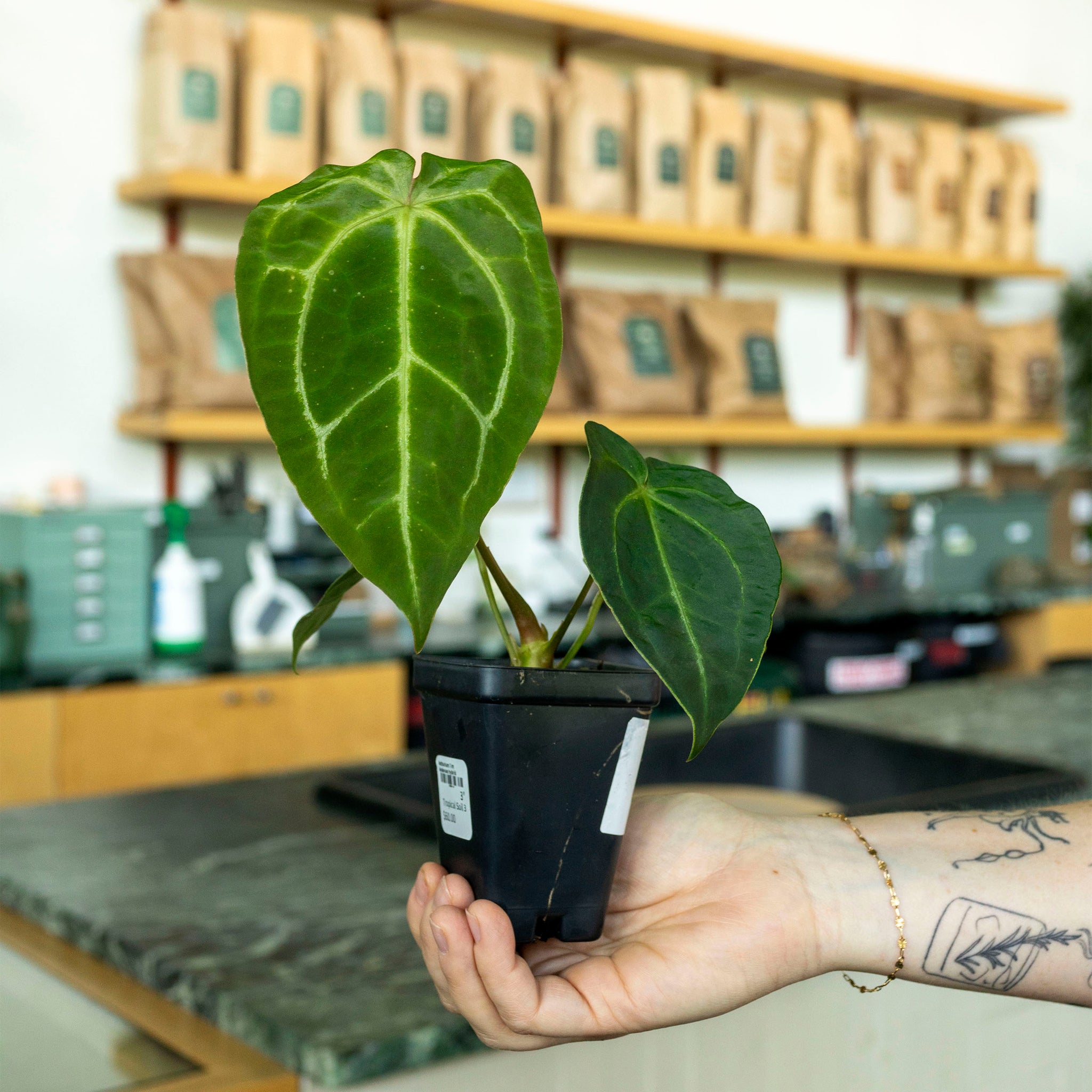 tim anderson anthurium Anthurium Tim Anderson hybrid