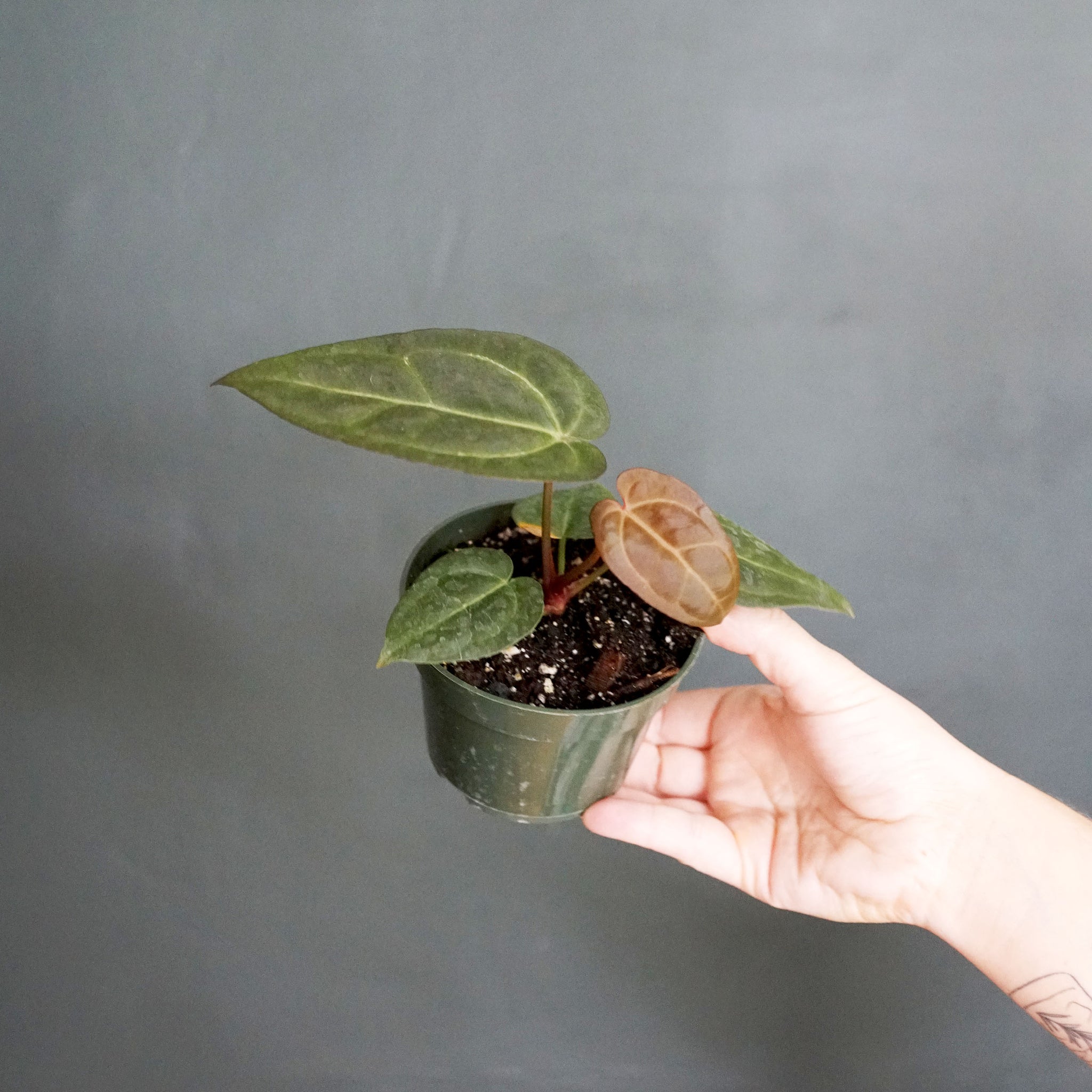 Anthurium 'Tim Anderson Black' x Anthurium 'Griege' / red crystallinum