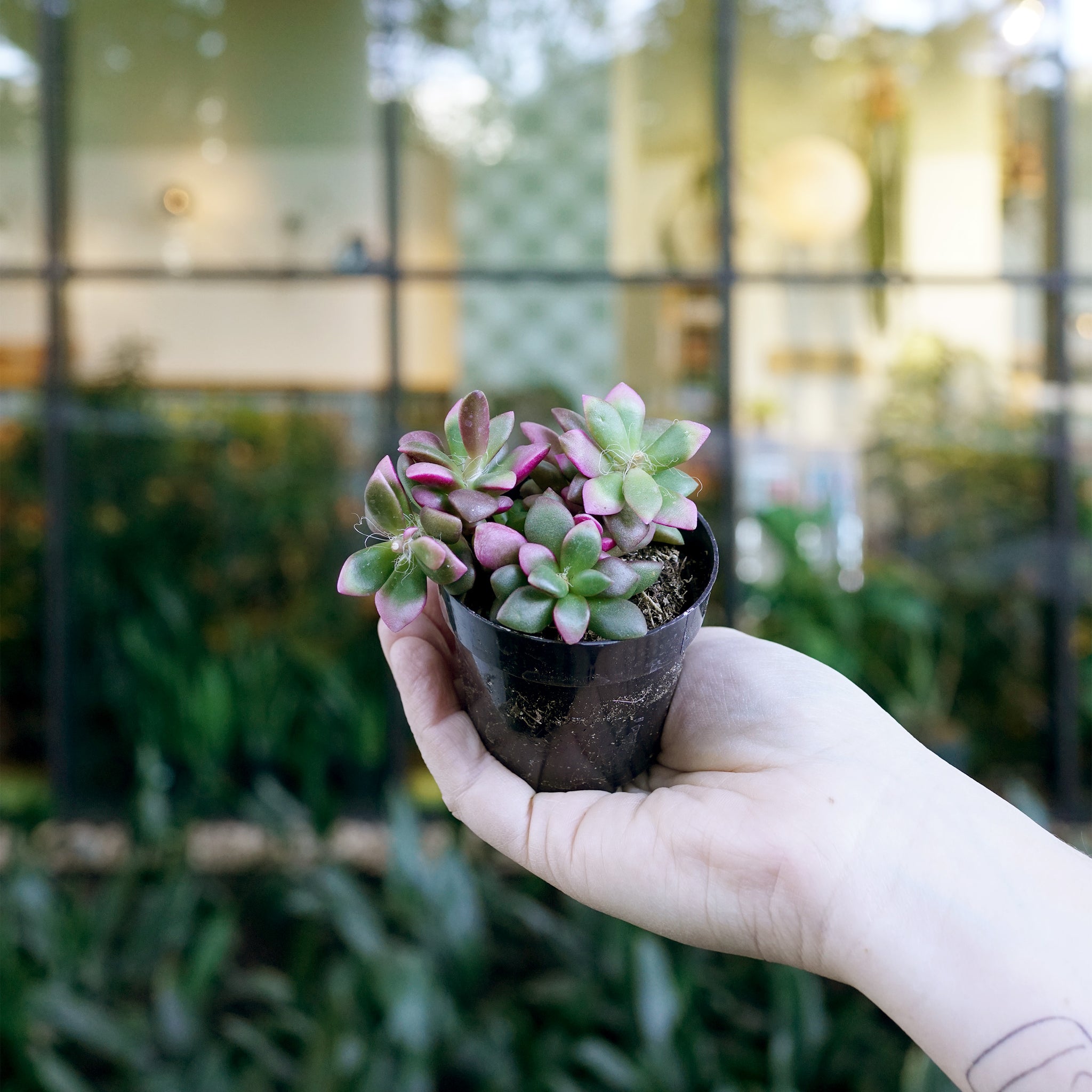 succulent sunrise Anacampseros telephiastrum variegata 'Sunrise'