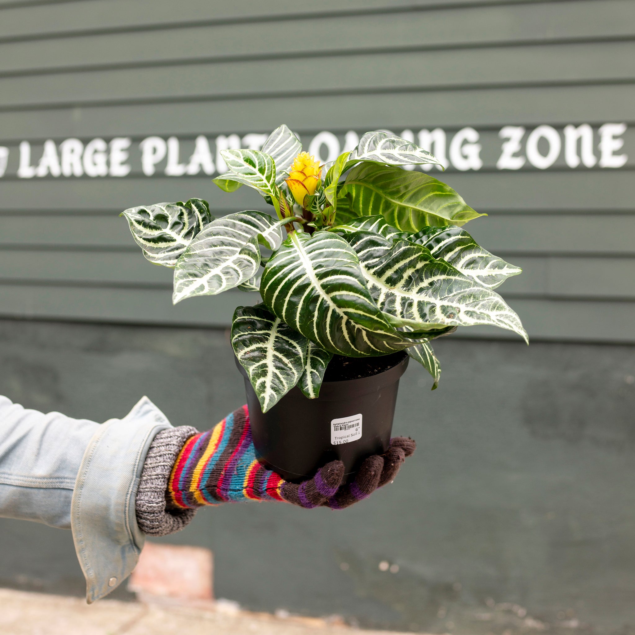 Aphelandra squarrosa 'Zebra Plant'