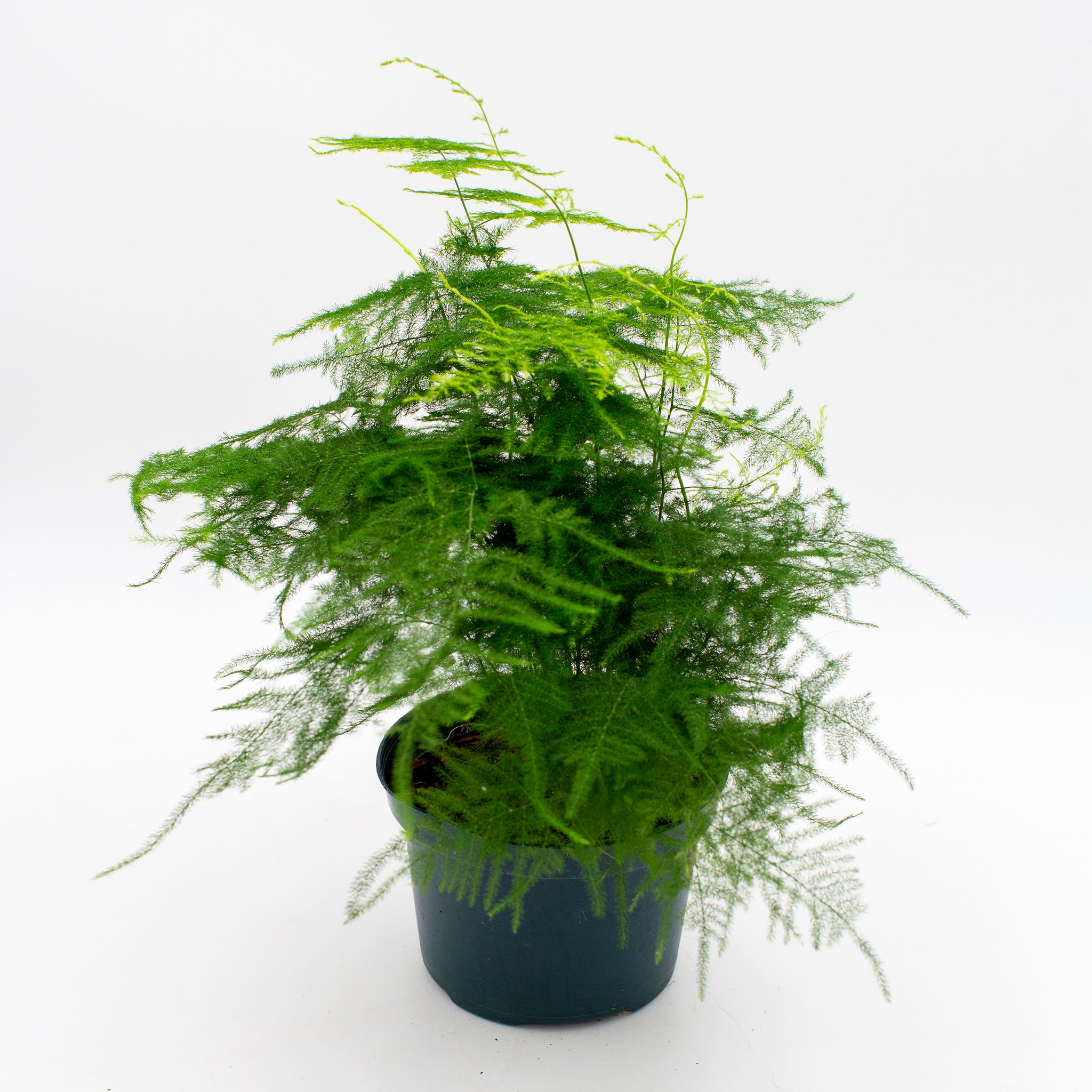 Asparagus setaceus 'Plumosa Fern'